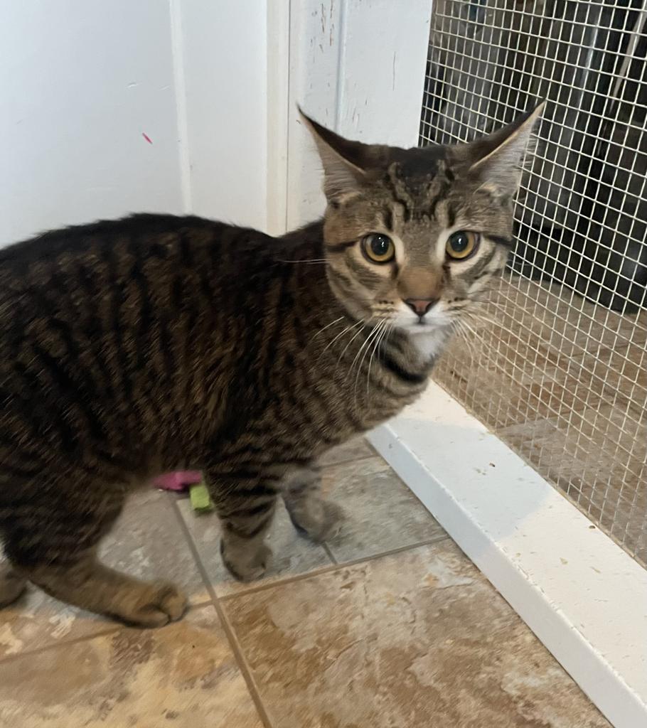 Enlarge Onion, a Adoptable mixed breed in Parsons, WV image 1/3