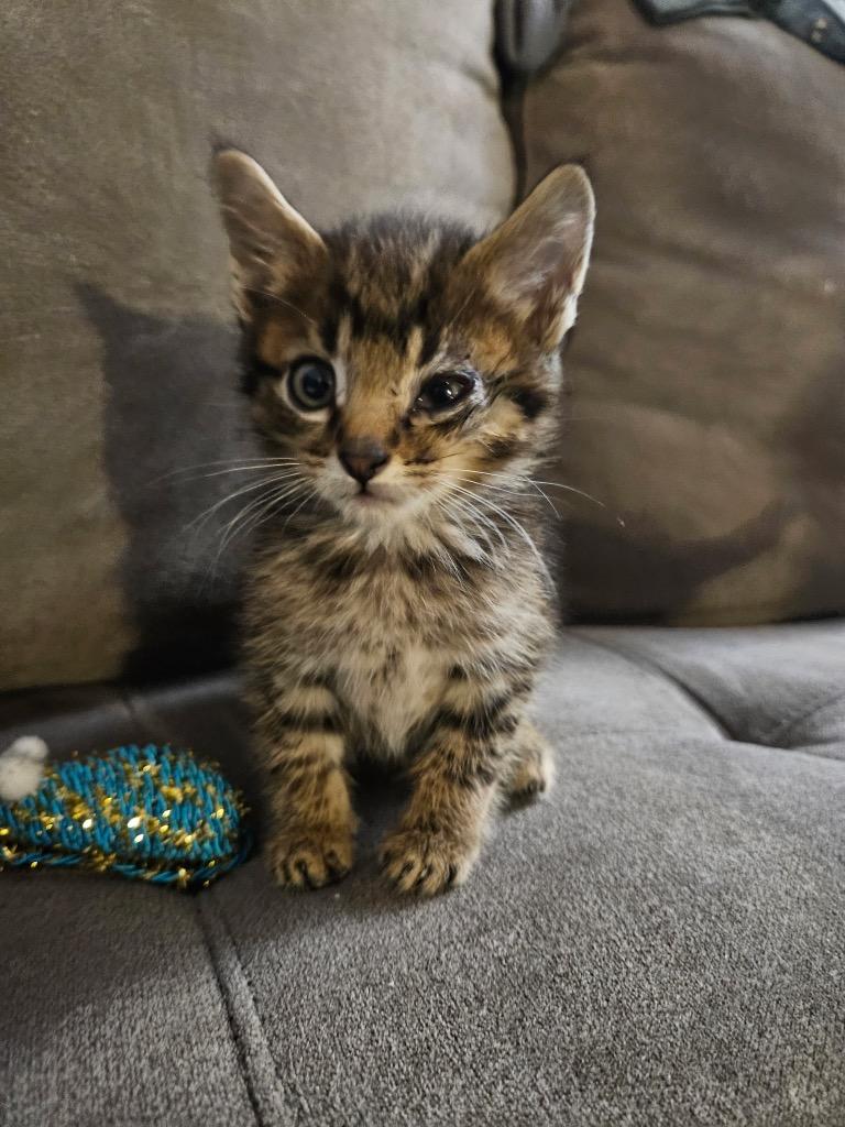 Enlarge Onion, a Adoptable mixed breed in Parsons, WV image 2/3