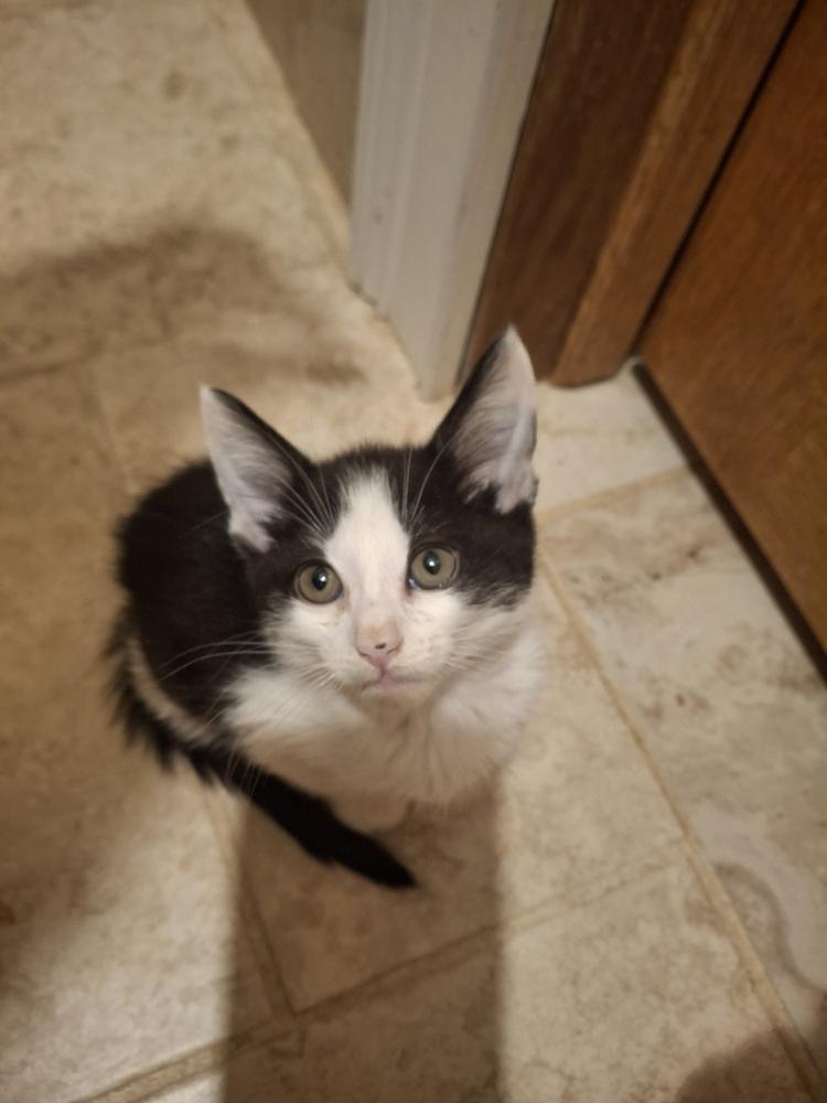 Lucille S., Adoptable, Kitten Female Domestic Short Hair.