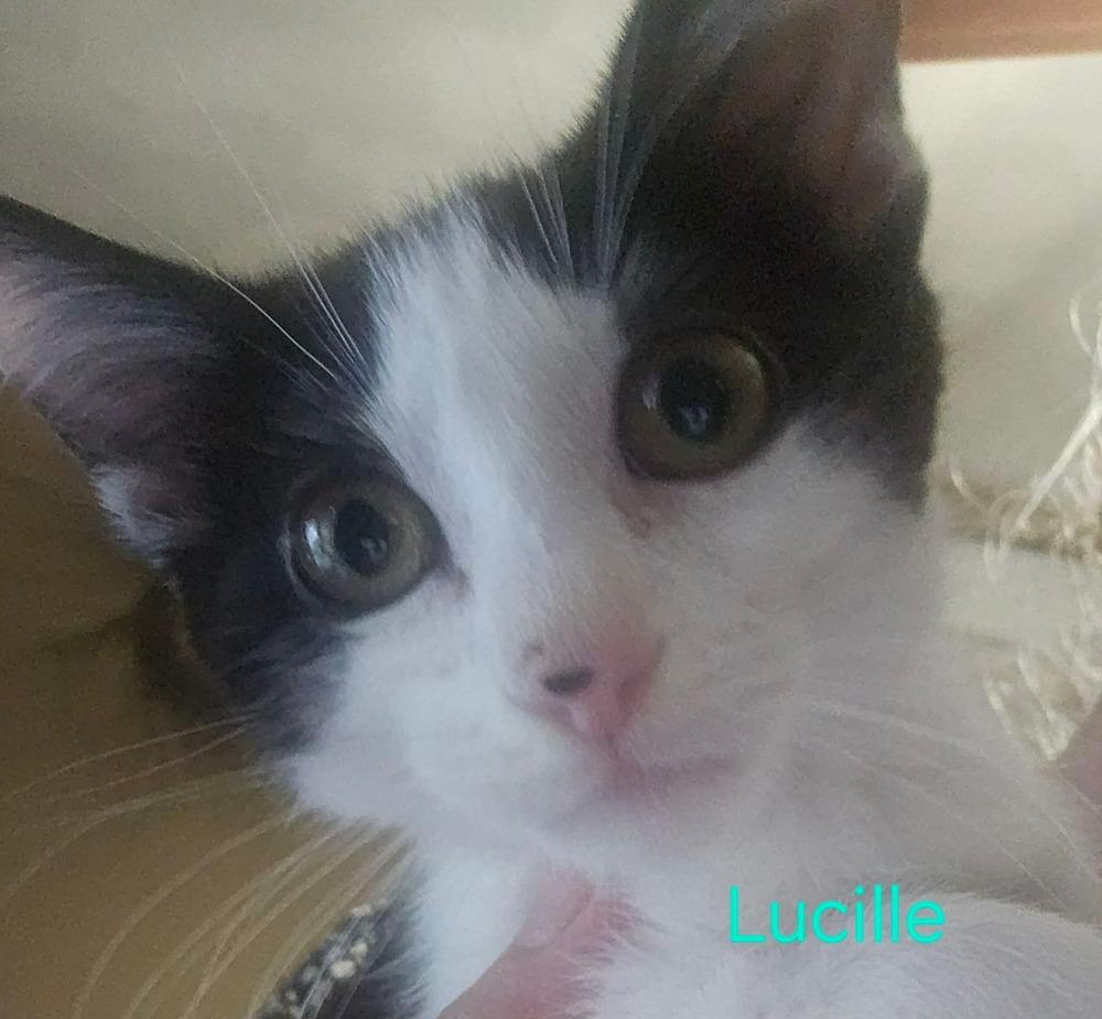 Lucille S., a Adoptable Domestic Short Hair in Peoria, IL image 2/2