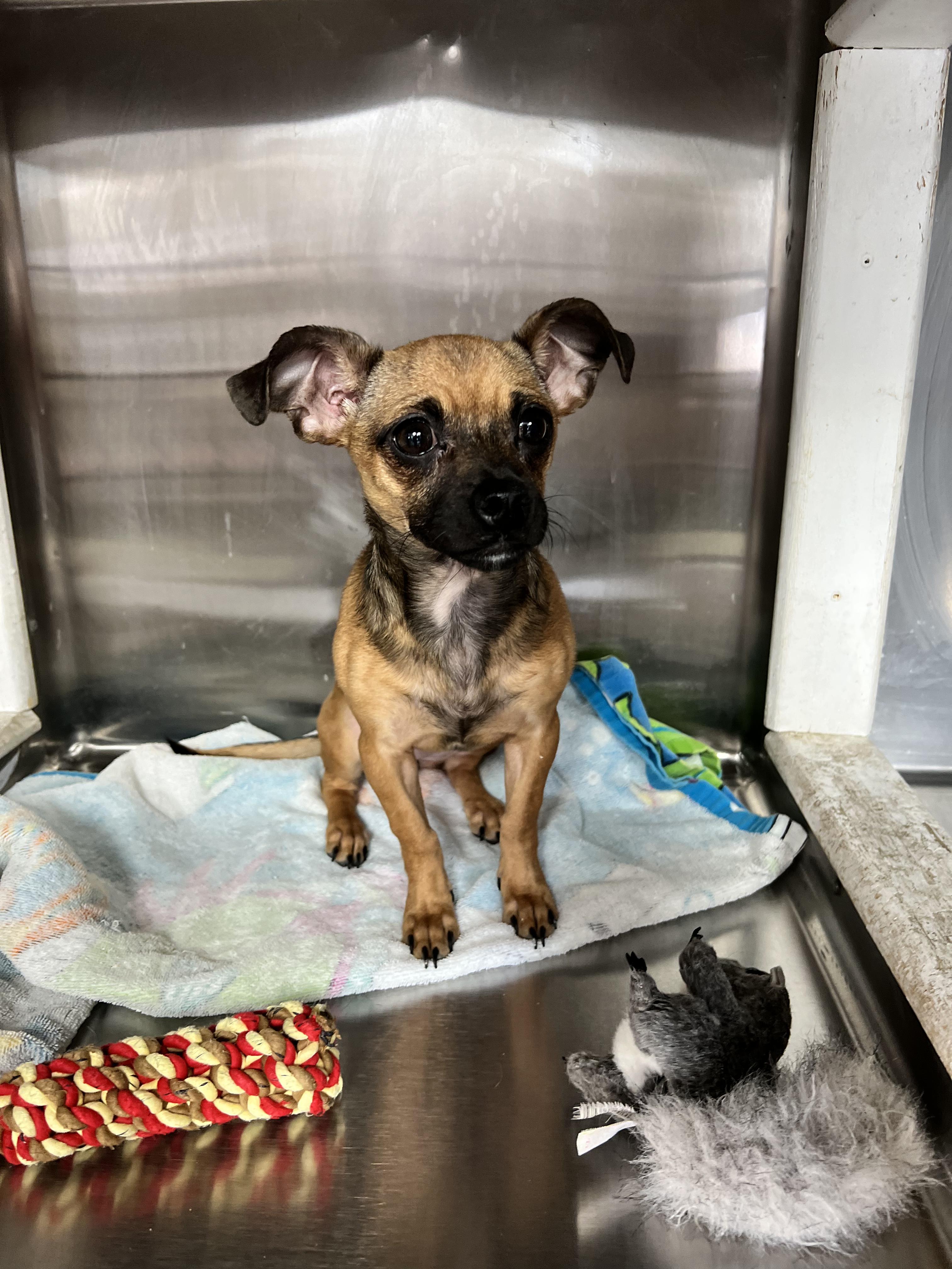 Enlarge Missy, an adopted mixed breed in Thompson, MB image 4/4