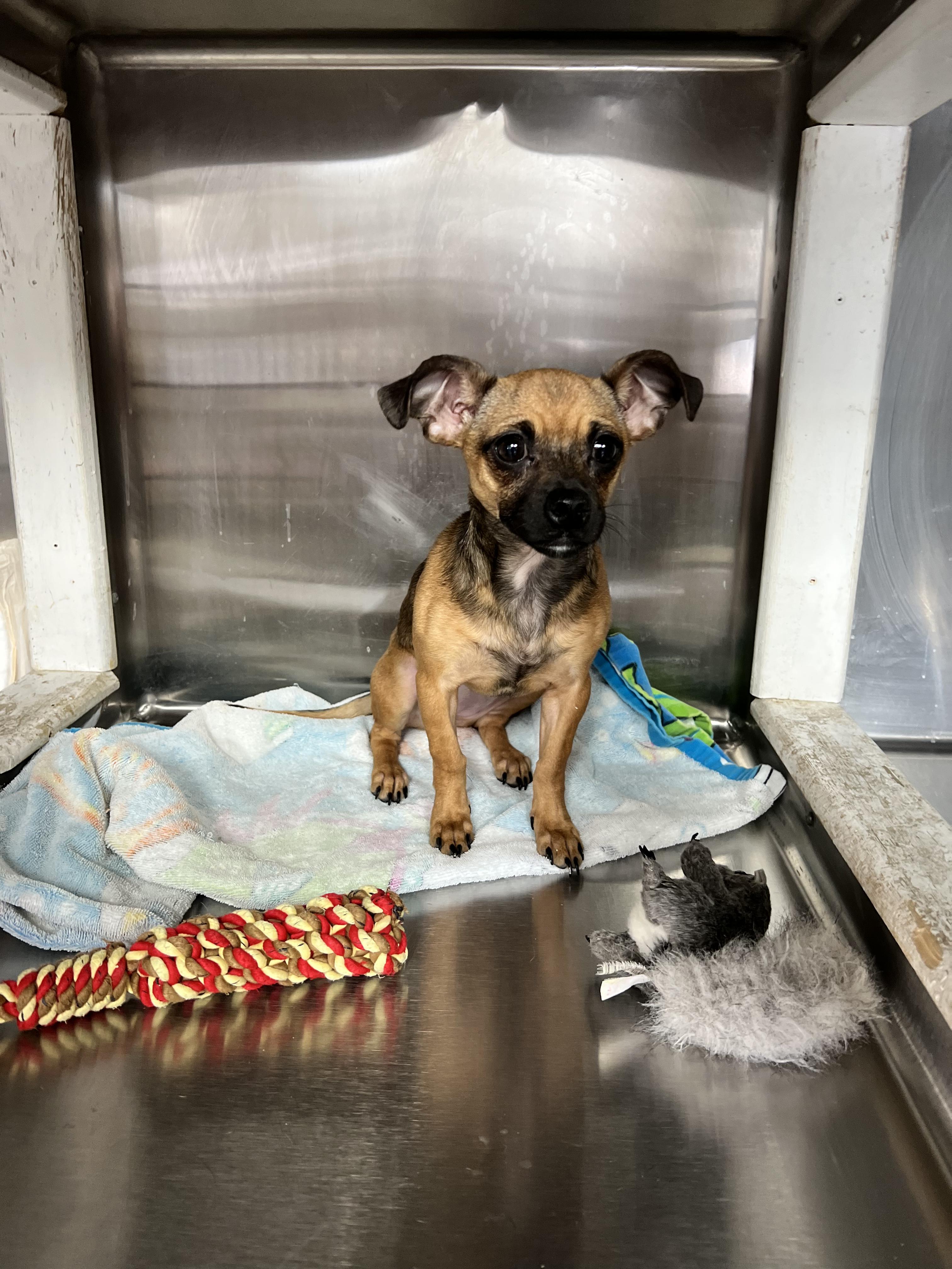 Missy, adopted, Puppy Female Chihuahua.