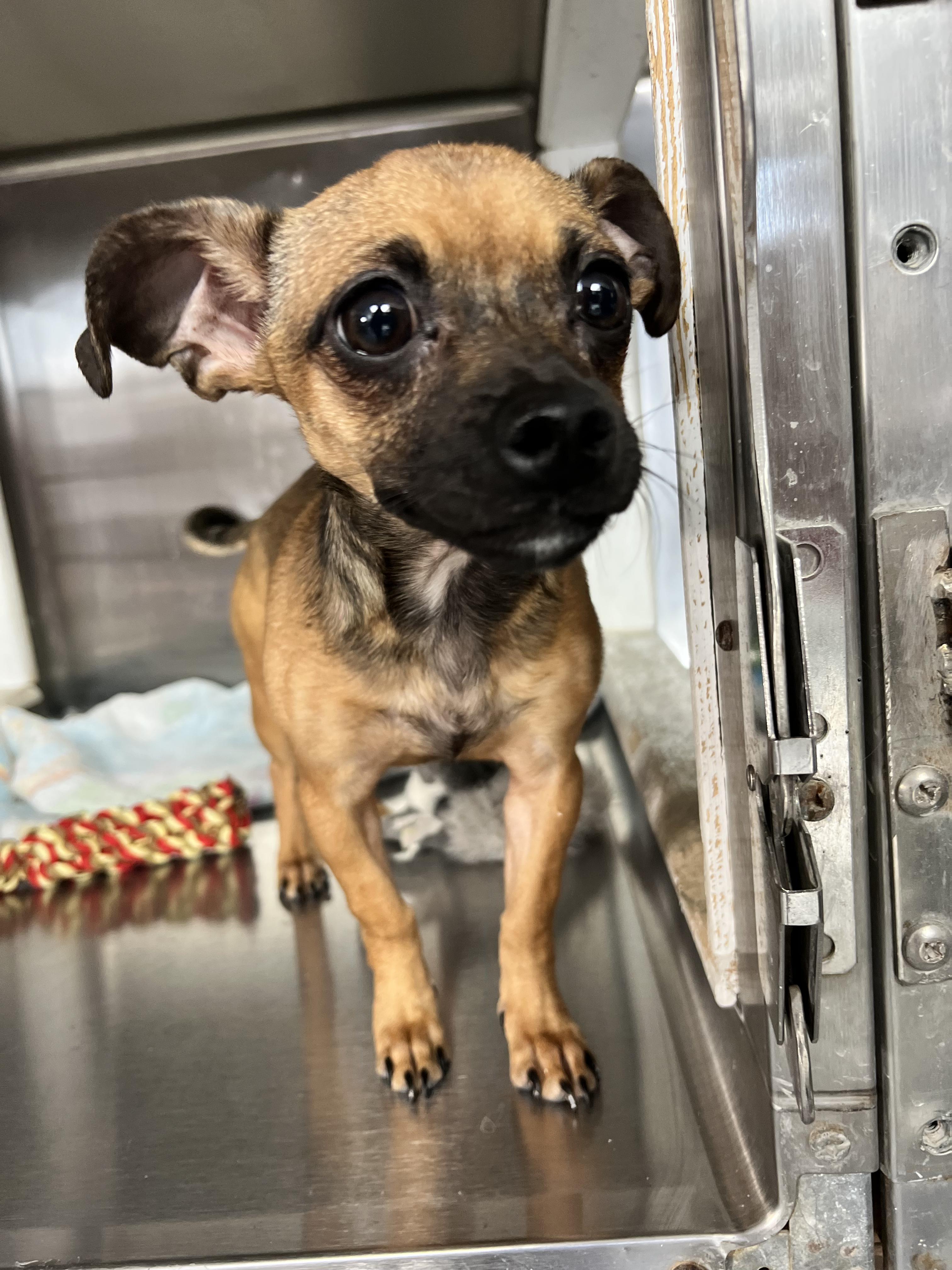 Enlarge Missy, an adopted mixed breed in Thompson, MB image 2/4