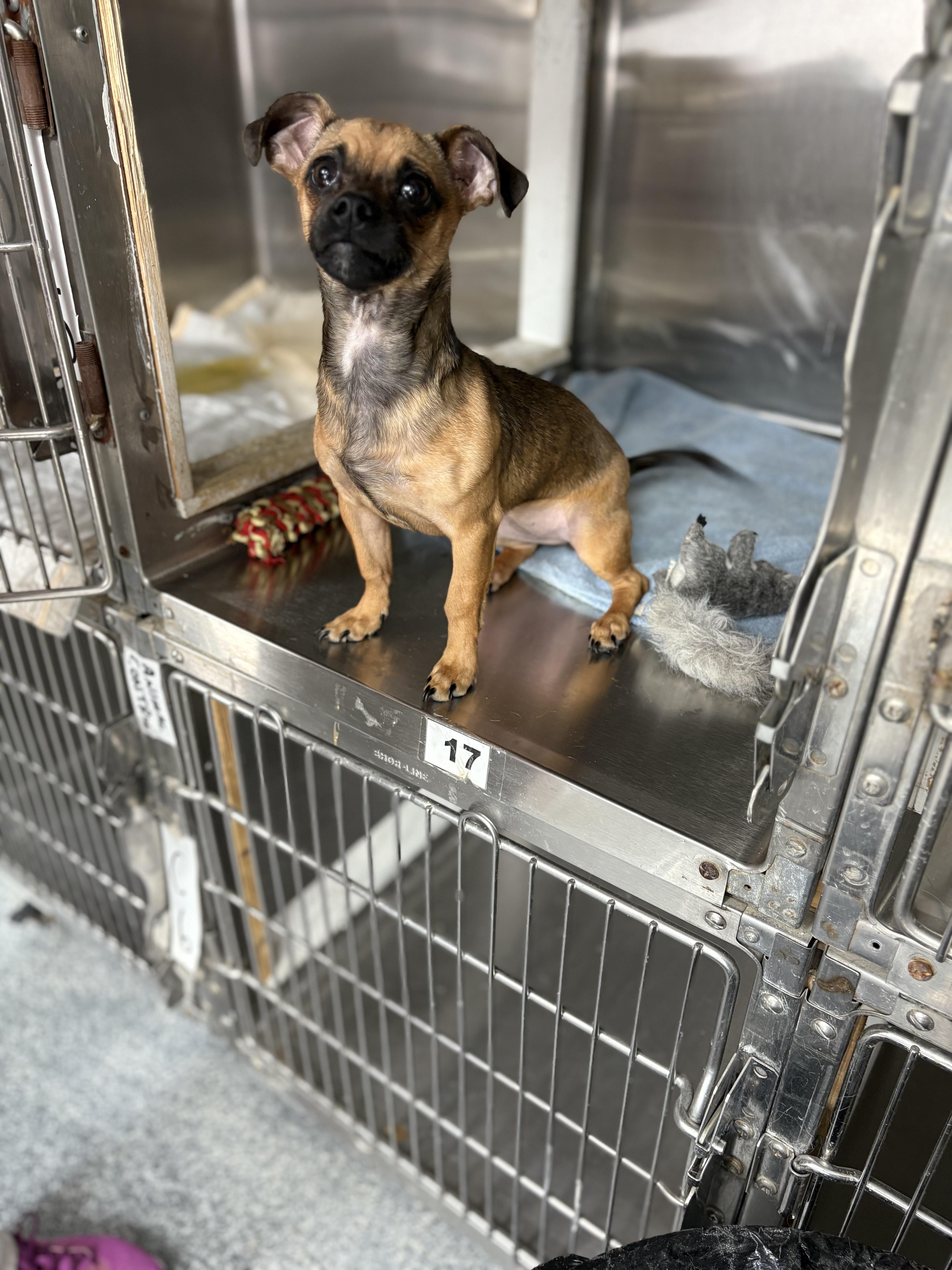 Enlarge Missy, an adopted mixed breed in Thompson, MB image 3/4