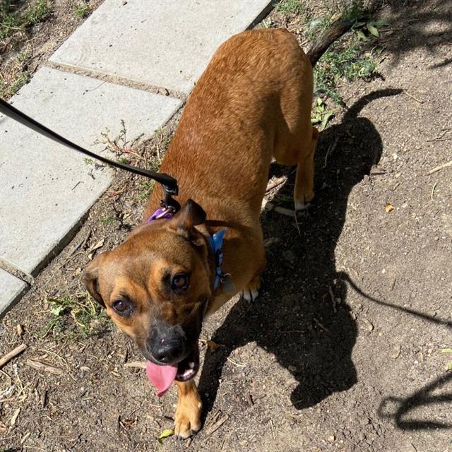 Enlarge BISCUIT, a Adoptable mixed breed in Aurora, CO image 1/1
