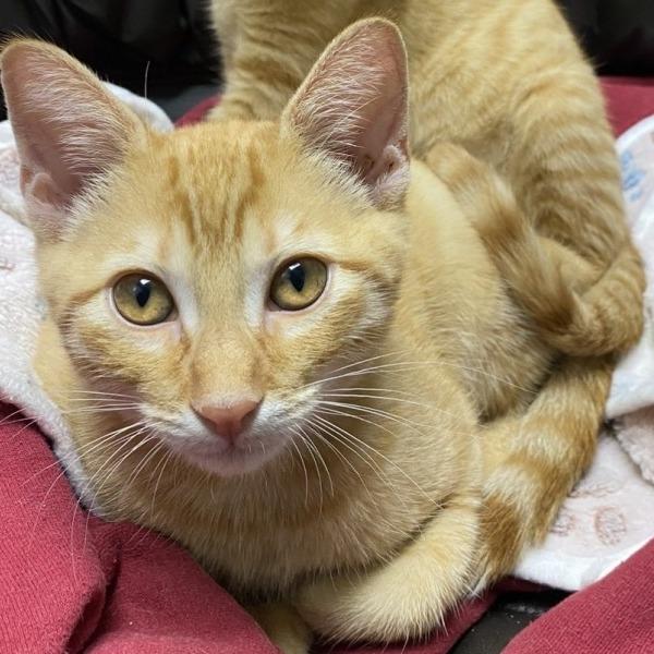 Enlarge Little Caesar, a Adoptable Domestic Short Hair in Concord, NH image 1/1
