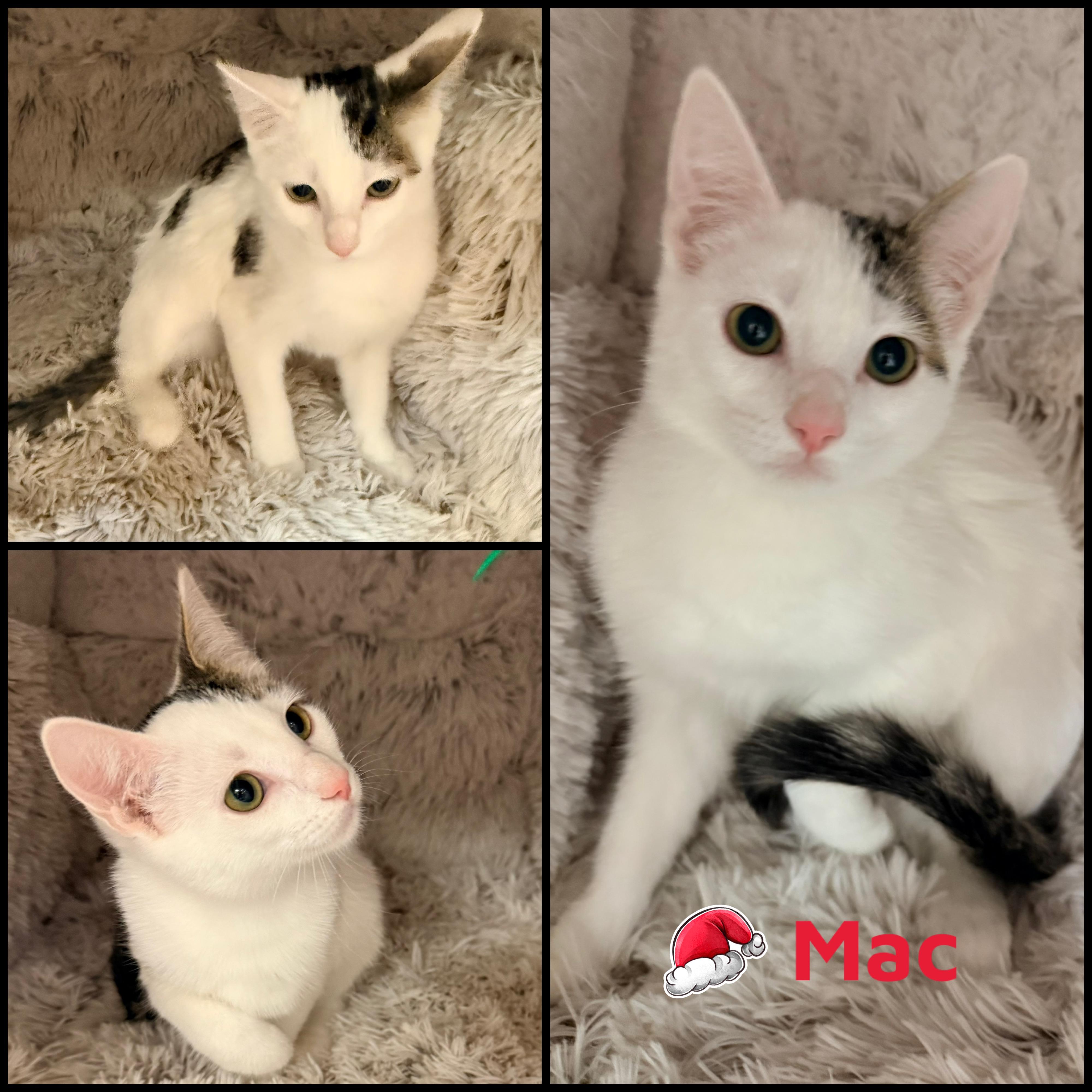 Enlarge Mac, a ADOPTABLE Domestic Short Hair in Louisville, KY image 1/1