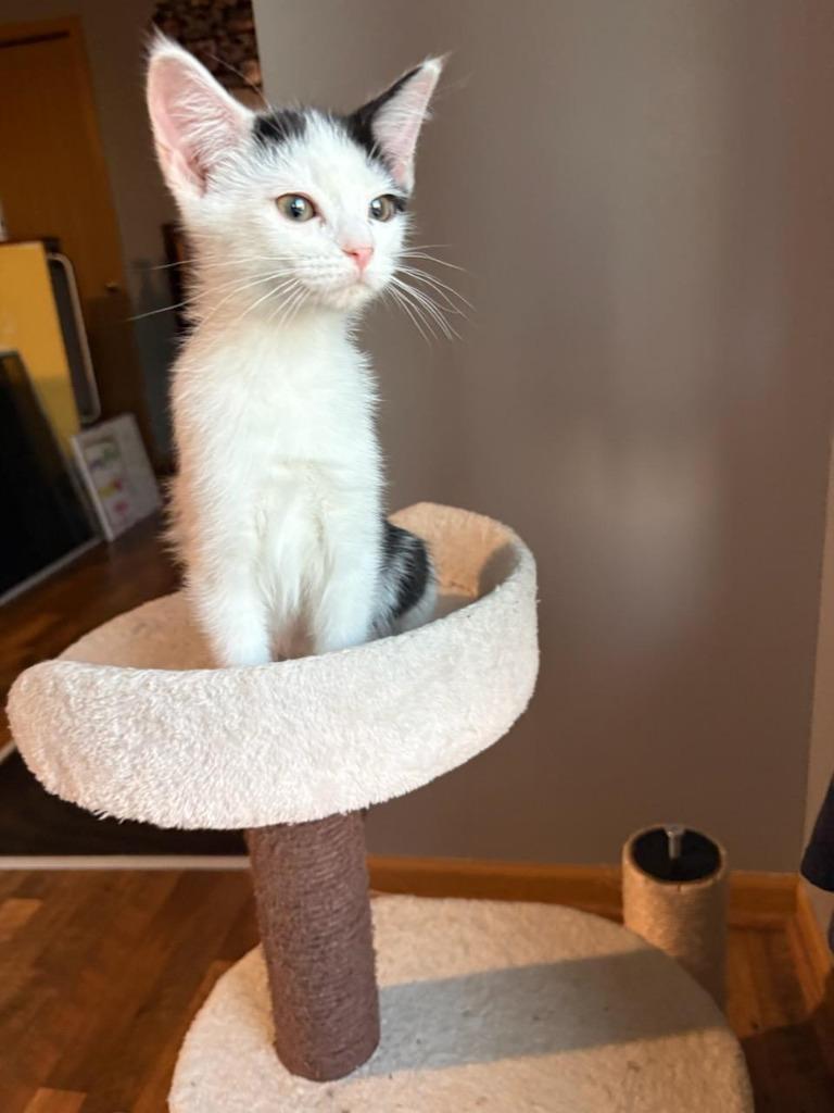 Enlarge Veronica, a Adoptable mixed breed in Rockford, IL image 2/5