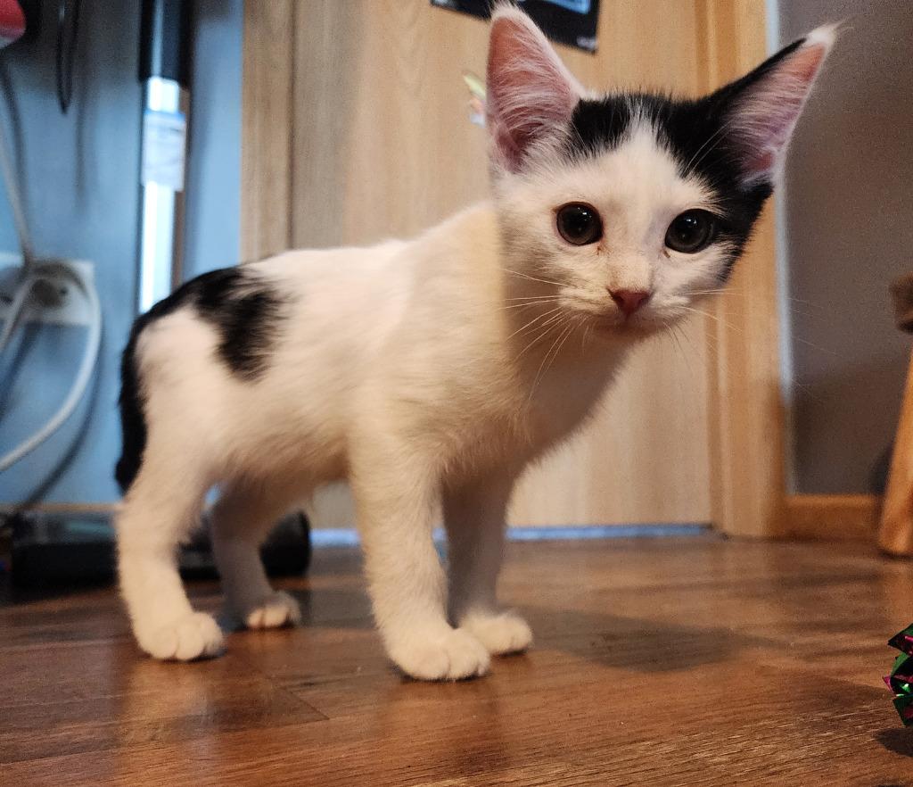 Veronica, Adoptable, Kitten Female Domestic Short Hair.