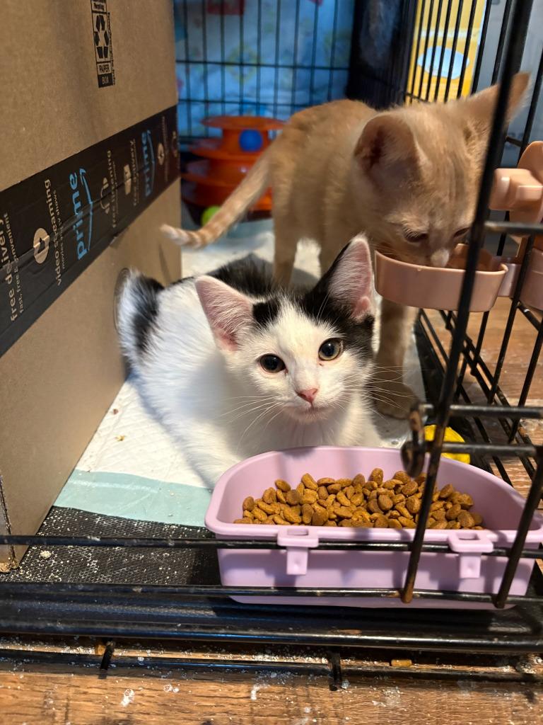 Enlarge Veronica, a Adoptable mixed breed in Rockford, IL image 5/5