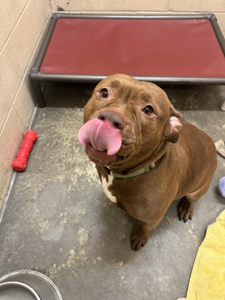 Enlarge Lena, an adoptable mixed breed in Mansfield, OH image 2/2