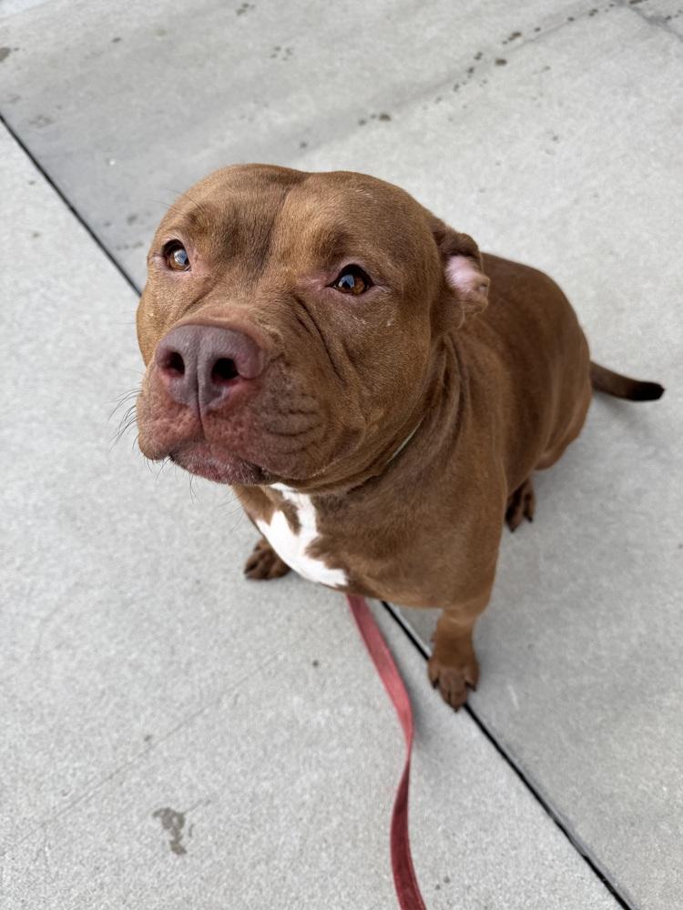 Lena, adoptable, Adult Female Terrier.