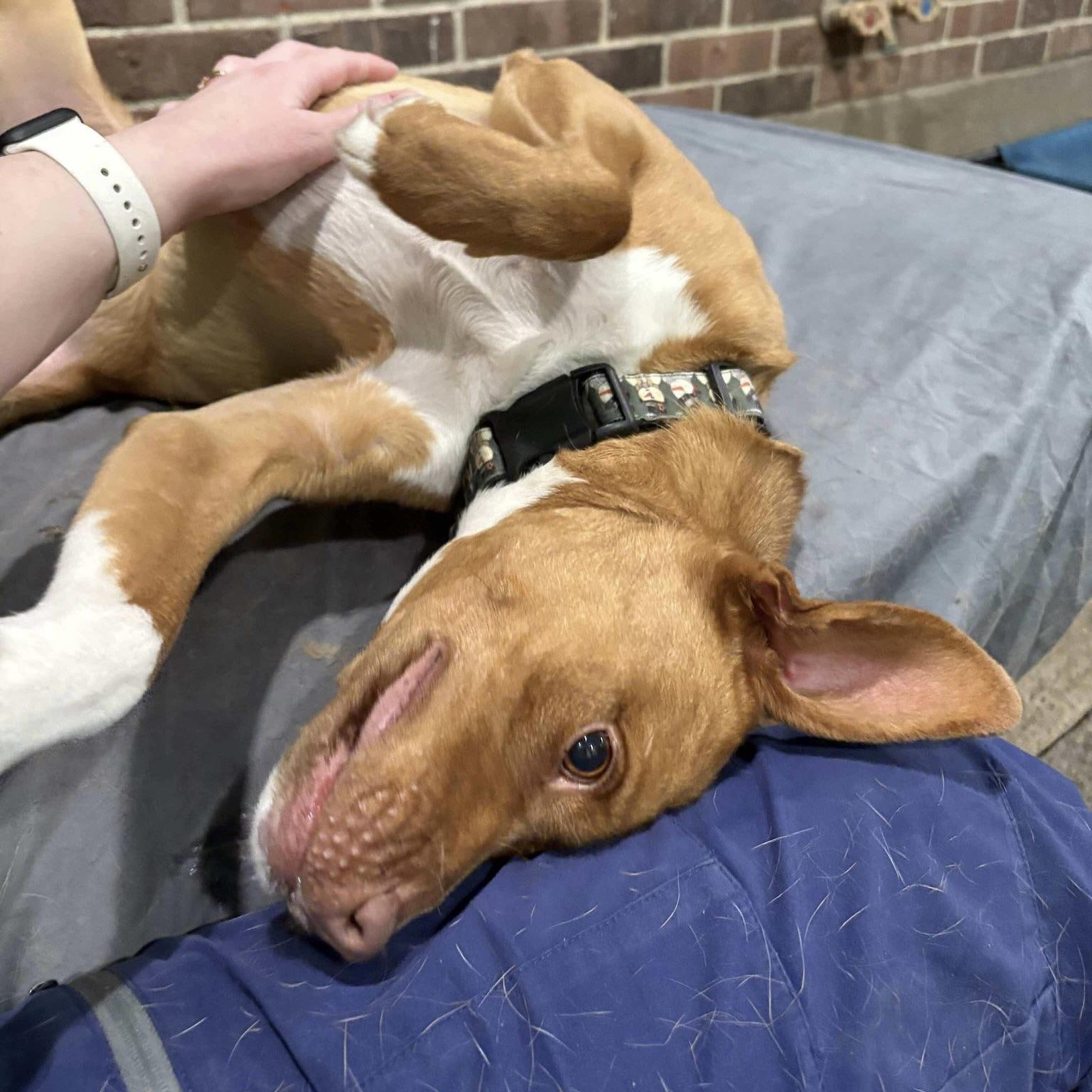 Lucy (20250518-02) — thumbnail 2