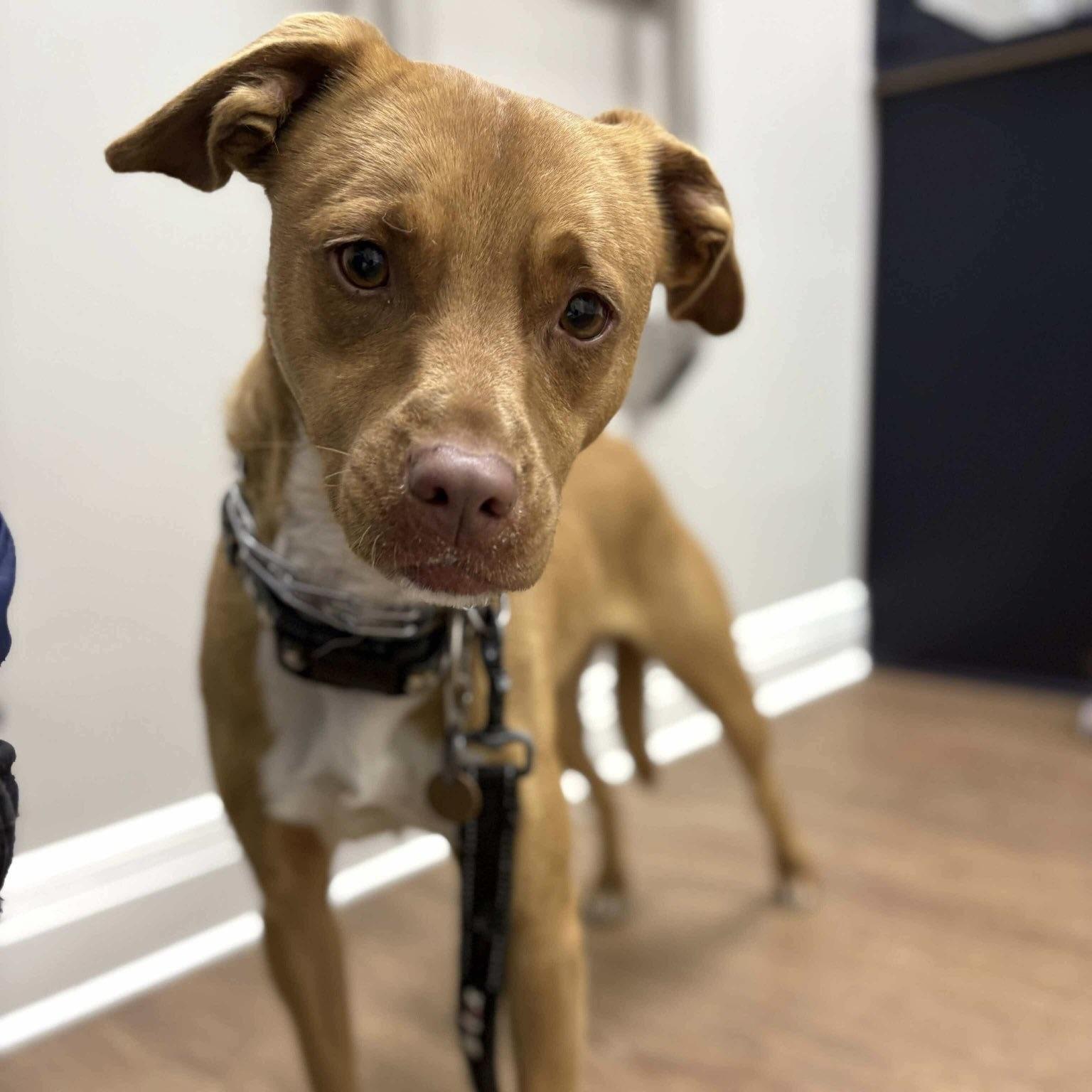 Lucy (20250518-02) — thumbnail 4