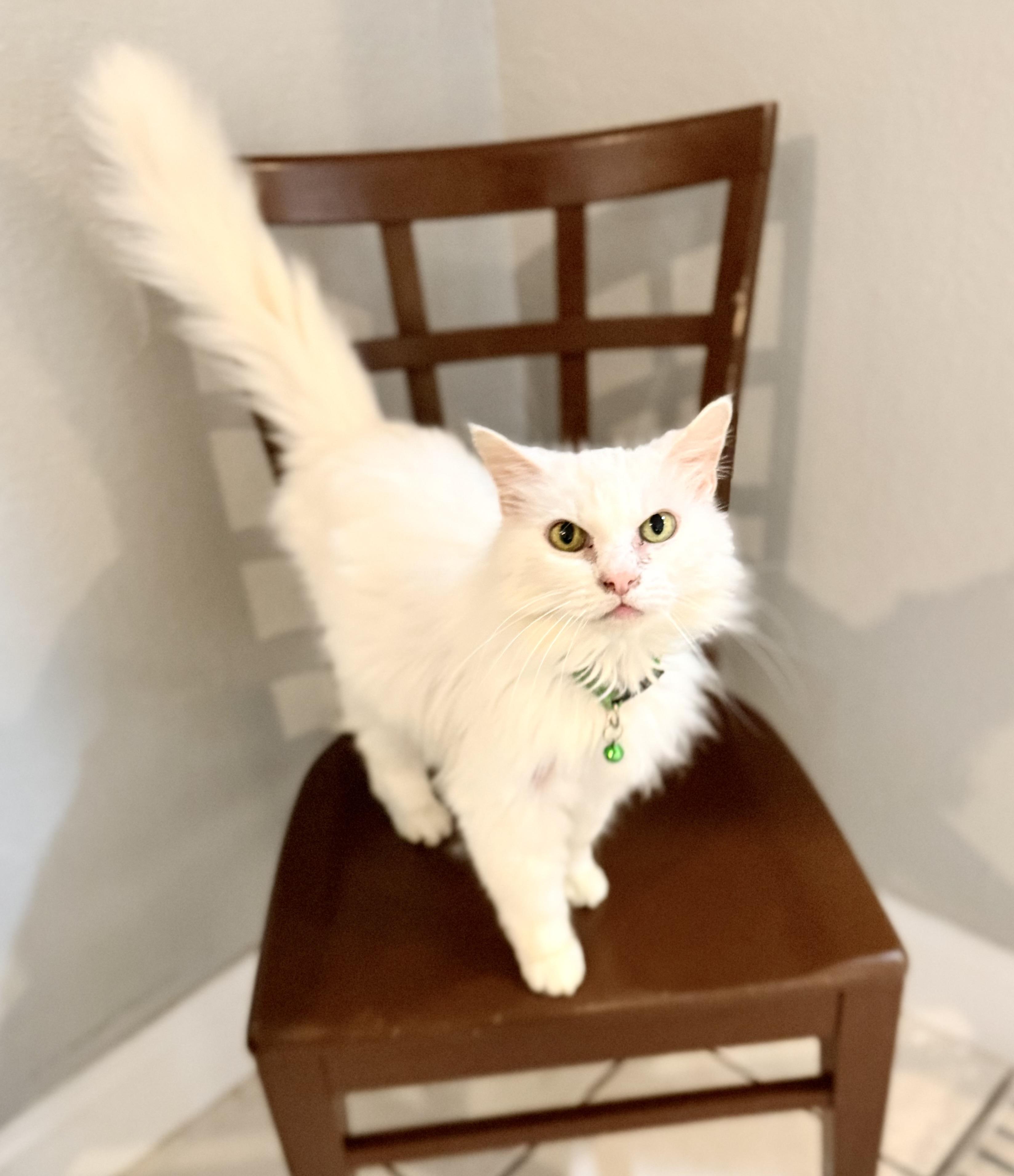 Snowball & Snowflake, a ADOPTABLE Turkish Angora in Tavares, FL image 5/6