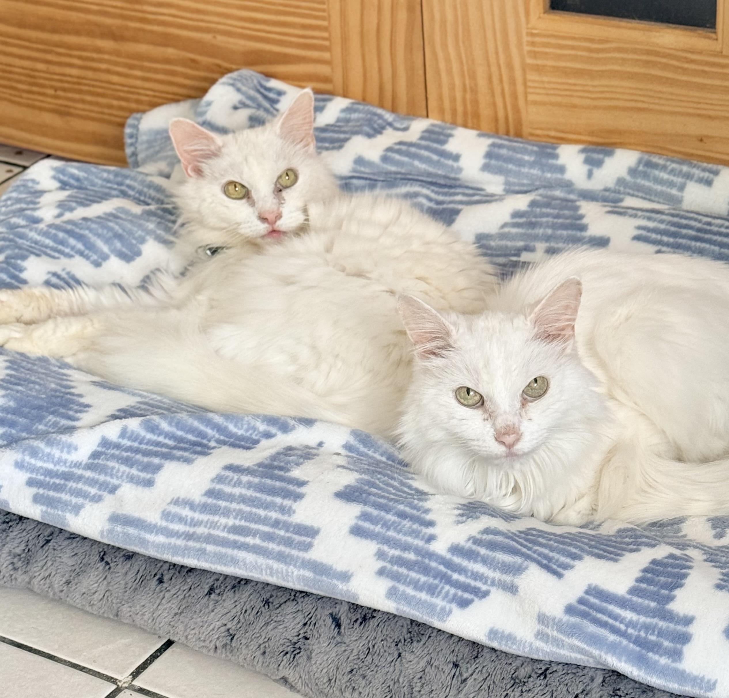 Snowball & Snowflake, a ADOPTABLE Turkish Angora in Tavares, FL image 3/6