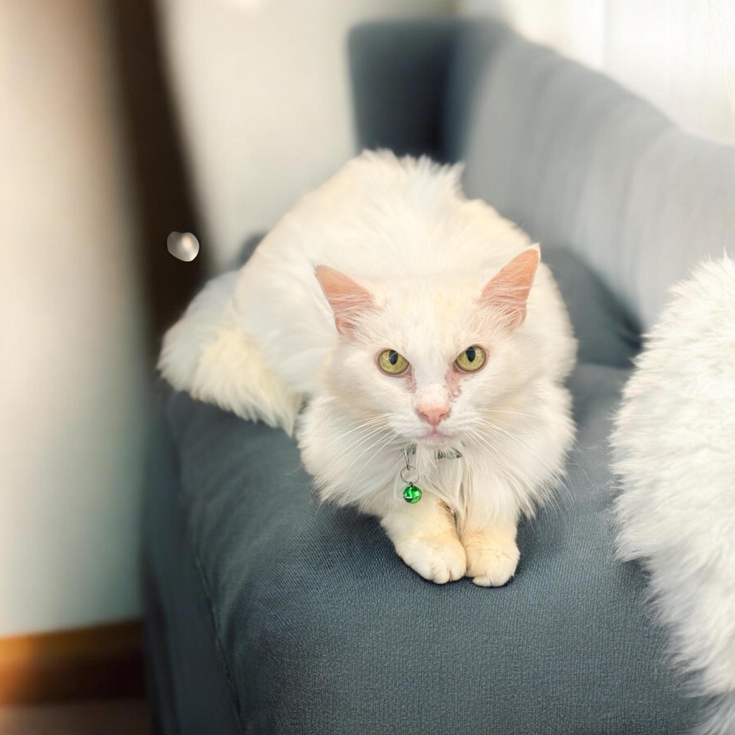 Snowball & Snowflake, a ADOPTABLE Turkish Angora in Tavares, FL image 2/6