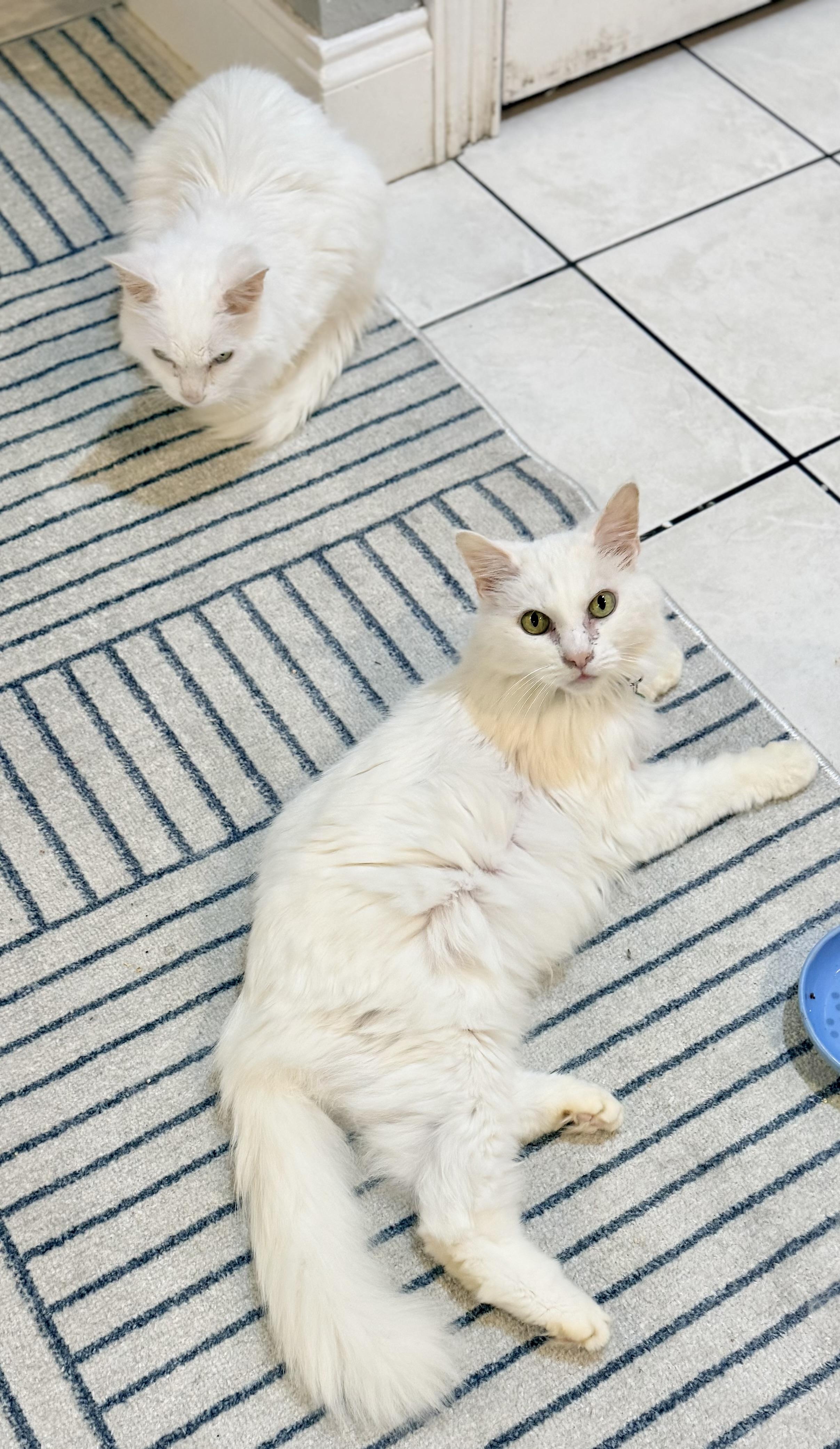 Snowball & Snowflake, a ADOPTABLE Turkish Angora in Tavares, FL image 6/6