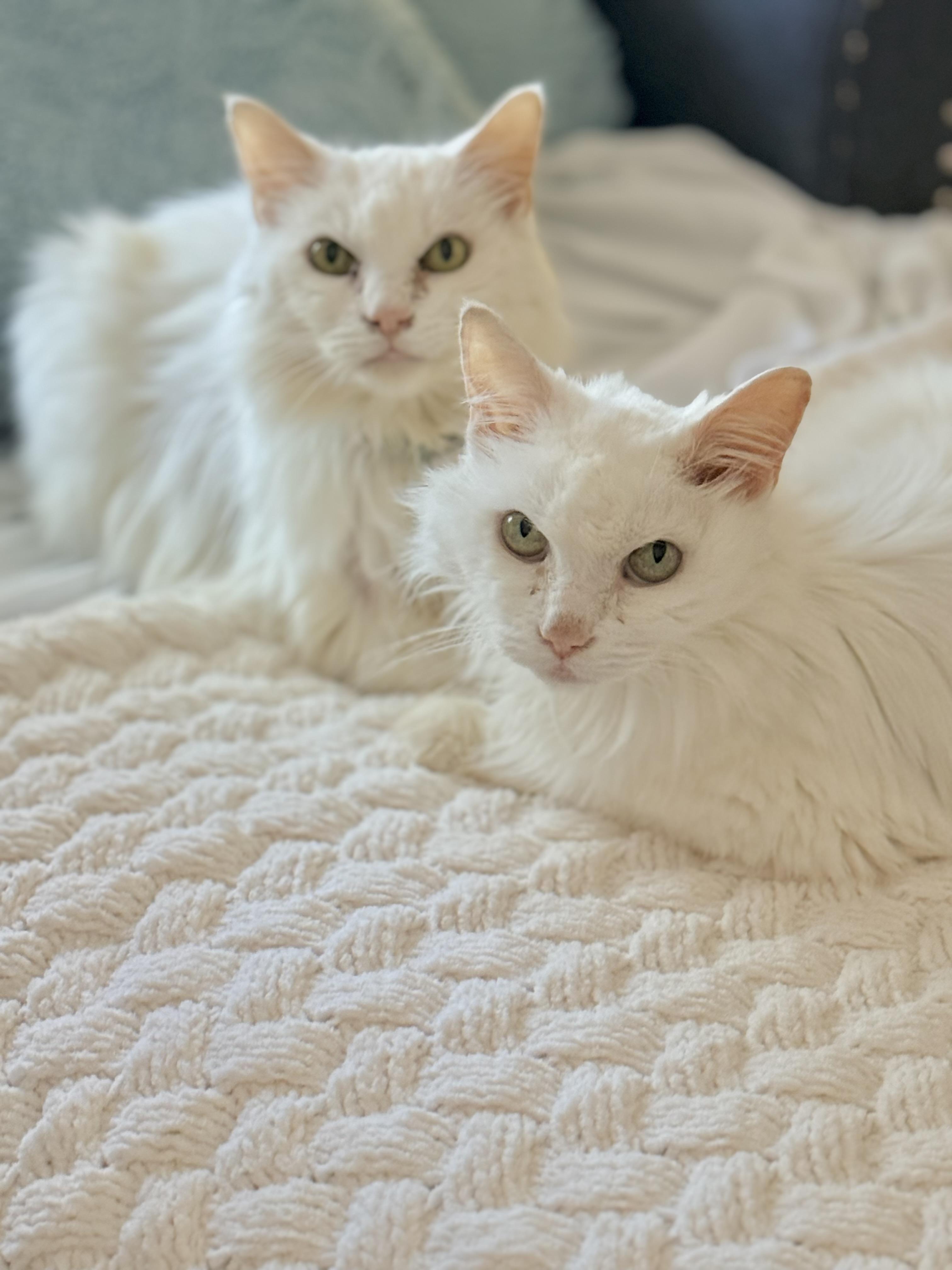 Snowball & Snowflake, a ADOPTABLE Turkish Angora in Tavares, FL image 1/6