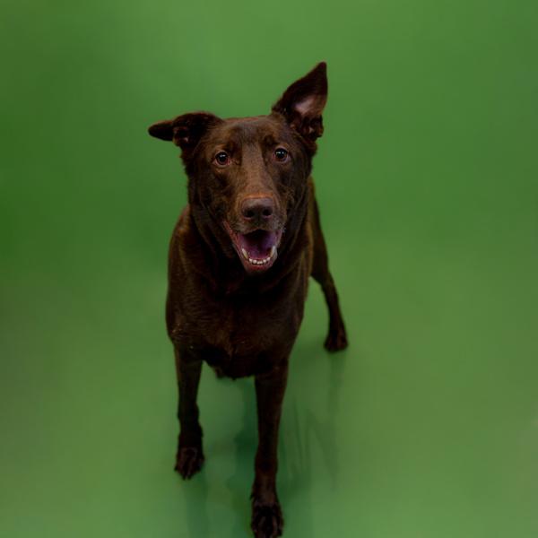 Enlarge Pen 128 Canyon, a Adoptable mixed breed in Lawrenceville, GA image 1/1
