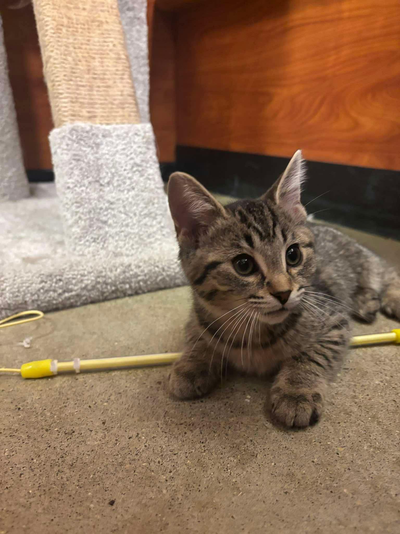 LACY, a Adoptable Domestic Short Hair in Tillsonburg, ON image 2/5