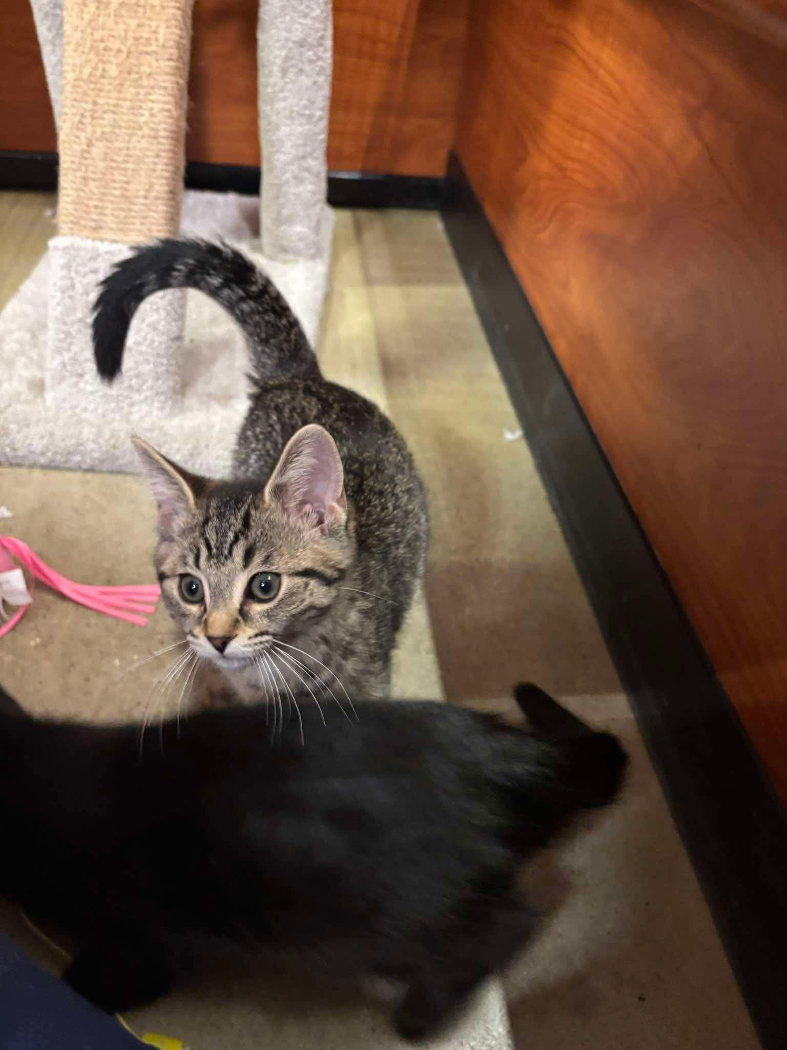 LACY, a Adoptable Domestic Short Hair in Tillsonburg, ON image 3/5
