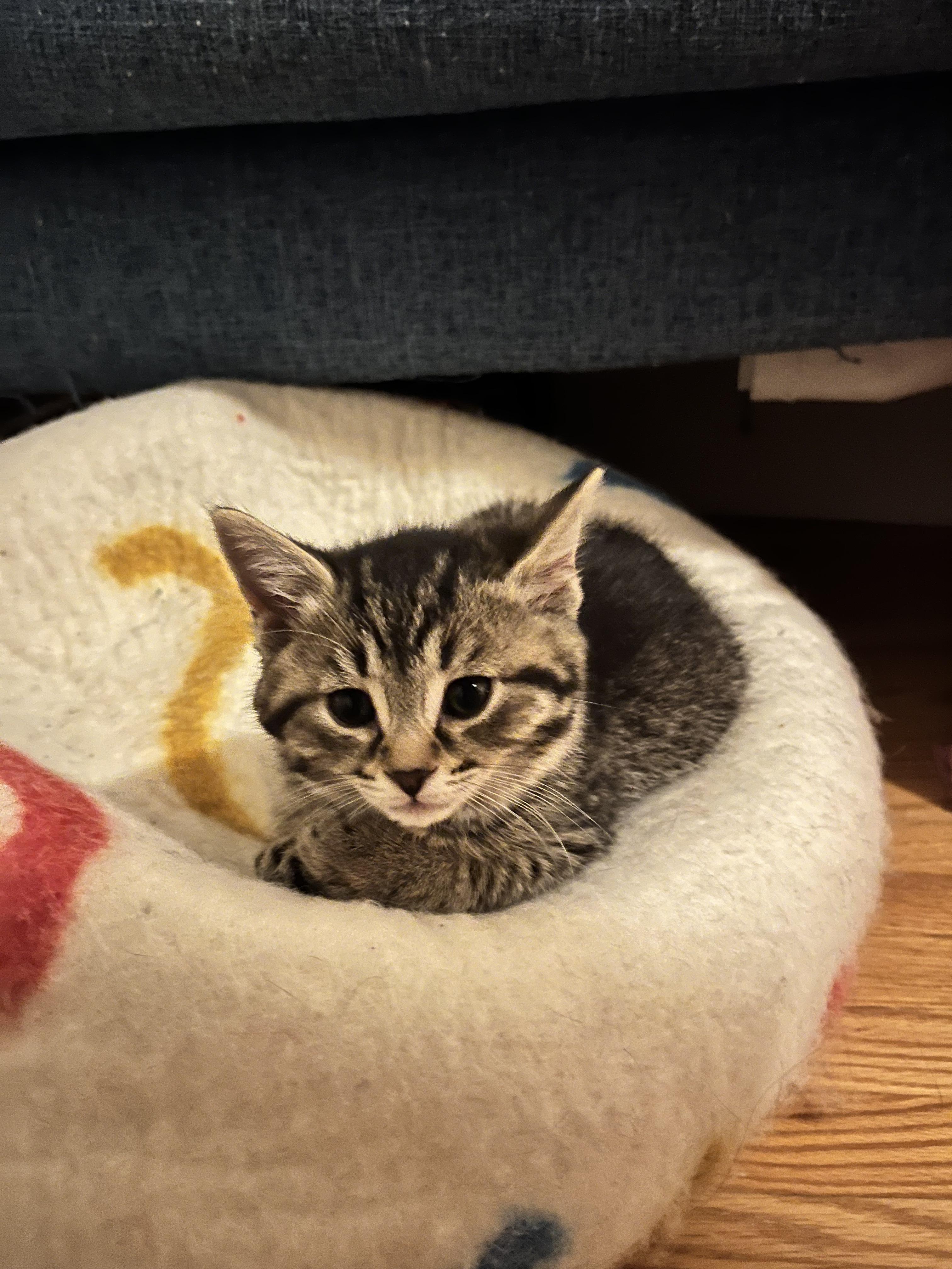 LACY, a Adoptable Domestic Short Hair in Tillsonburg, ON image 1/2