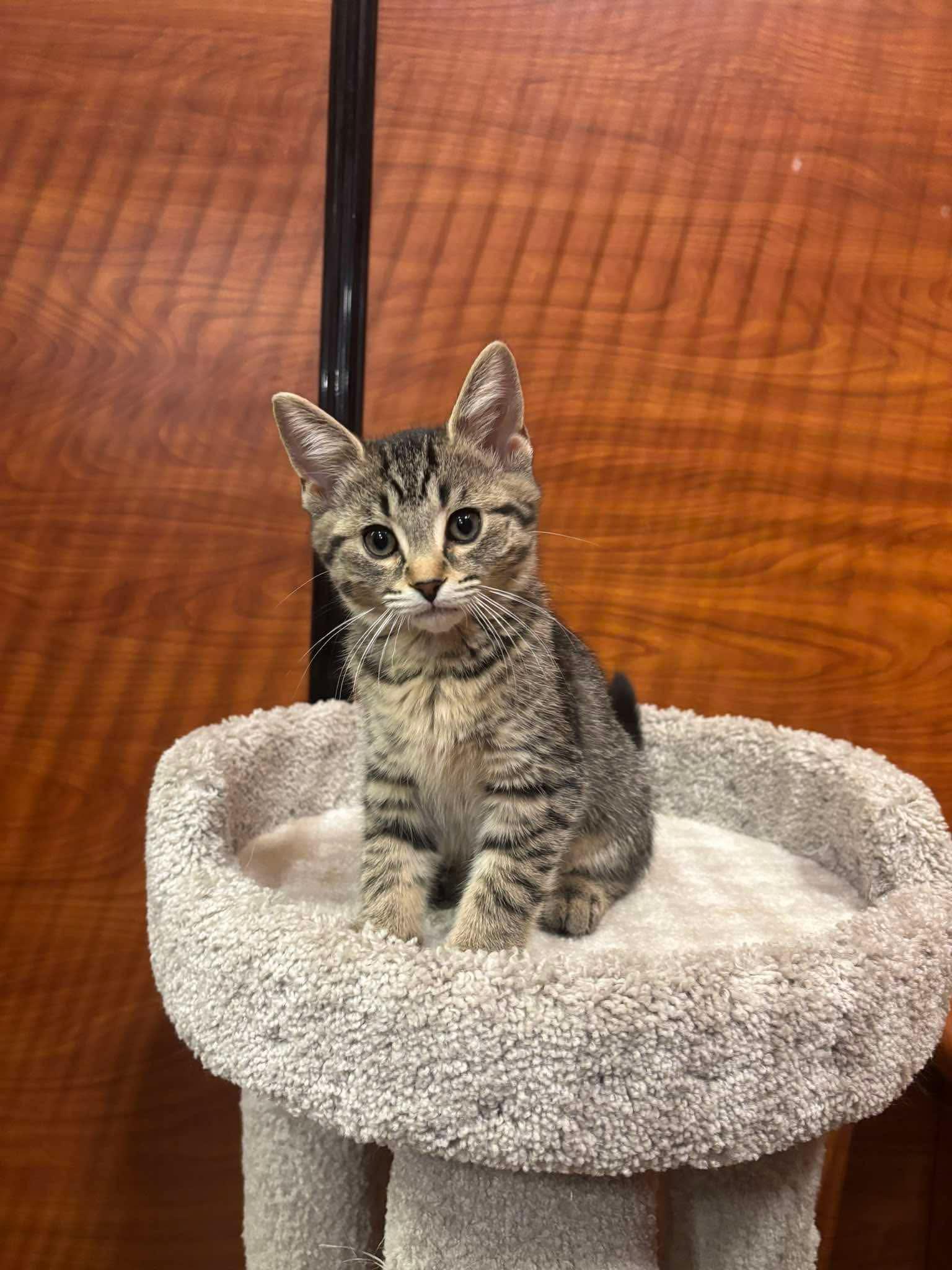 LACY, a Adoptable Domestic Short Hair in Tillsonburg, ON image 1/5