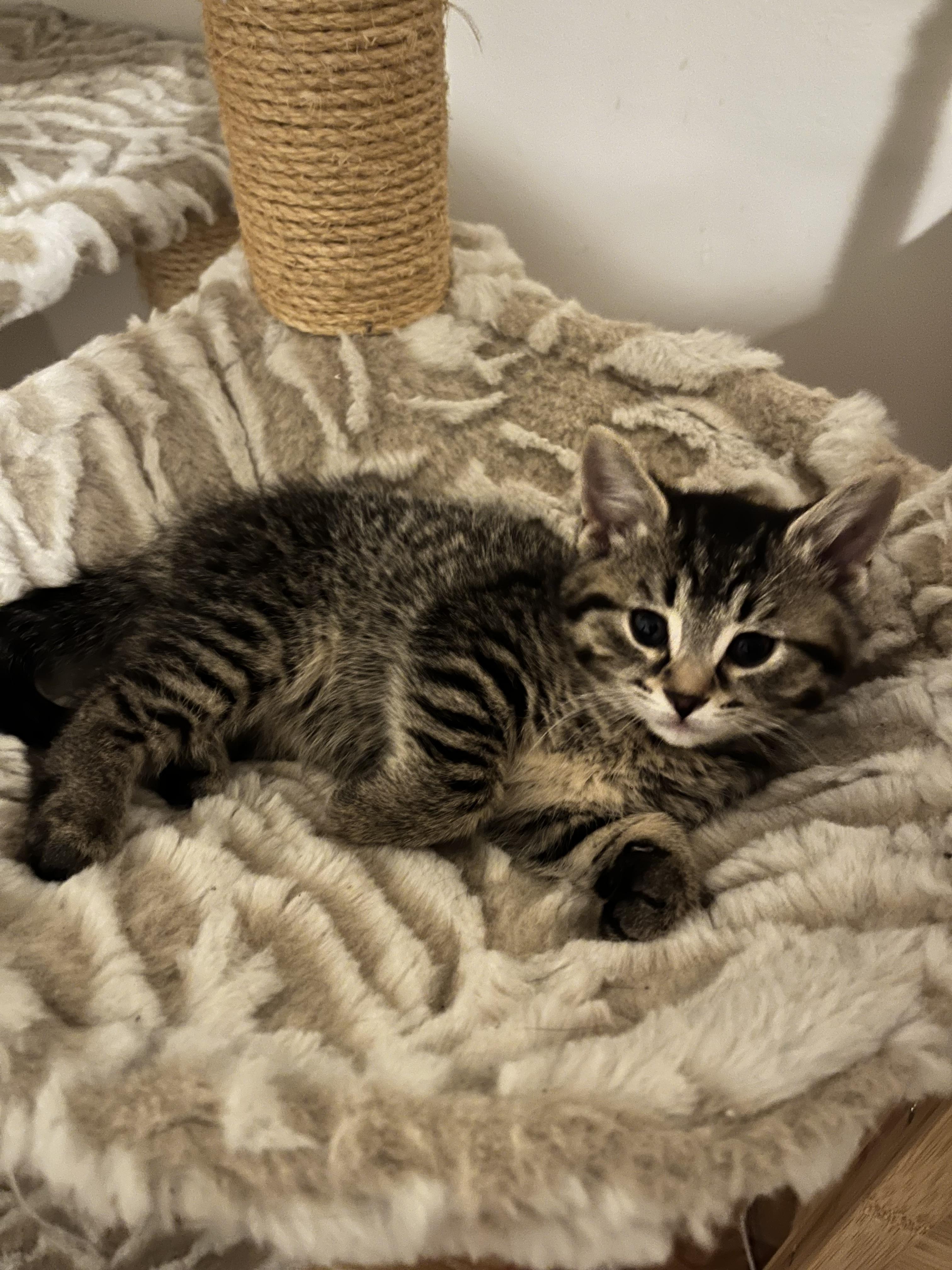 LACY, a Adoptable Domestic Short Hair in Tillsonburg, ON image 2/2