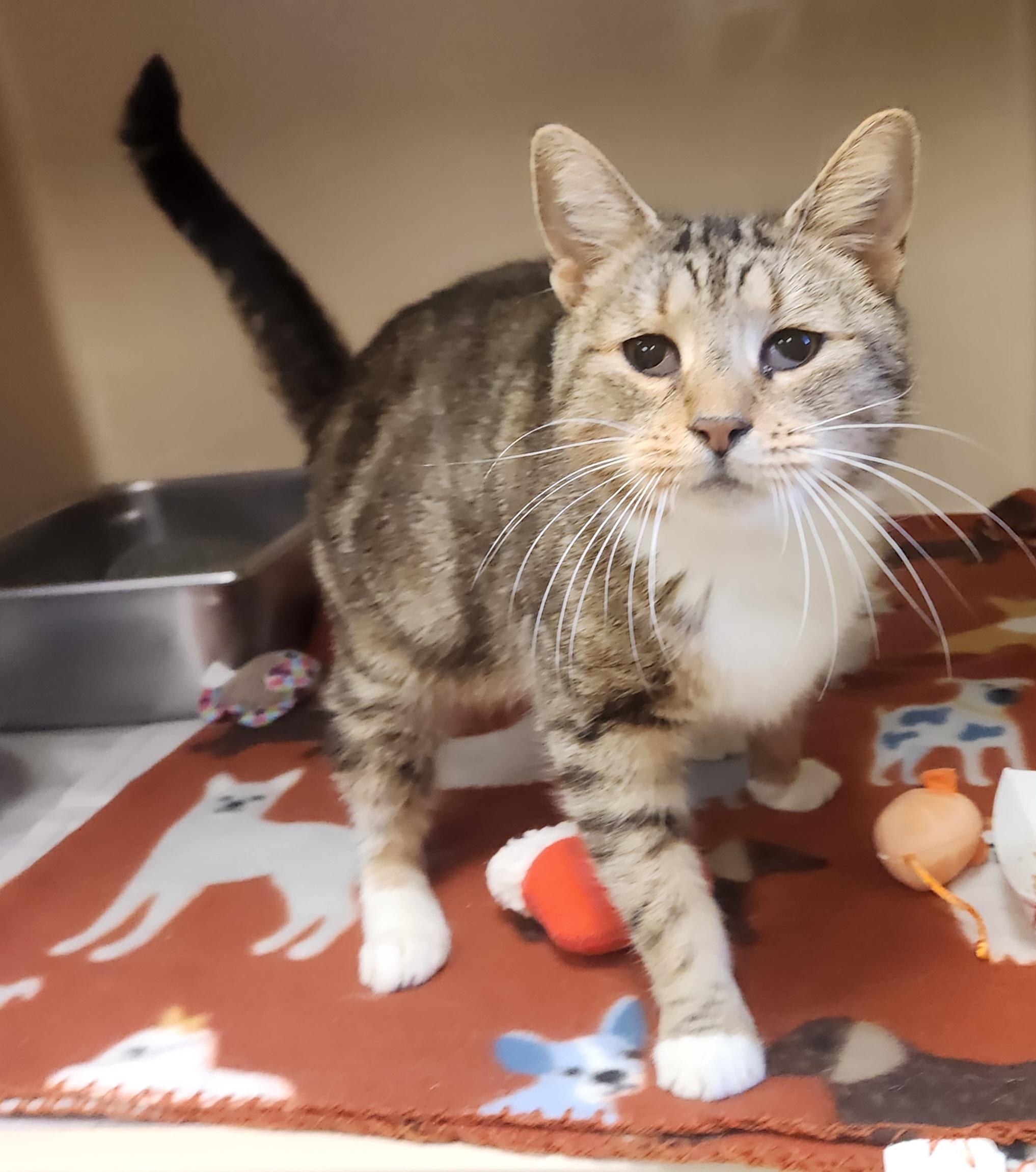 Cinnamon Roll , adopted, Adult Female Domestic Short Hair.