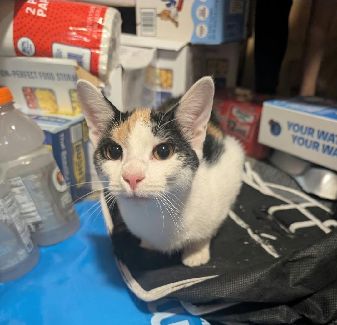 Enlarge Lo Mien, a Adoptable Calico in Claridge, PA image 1/6