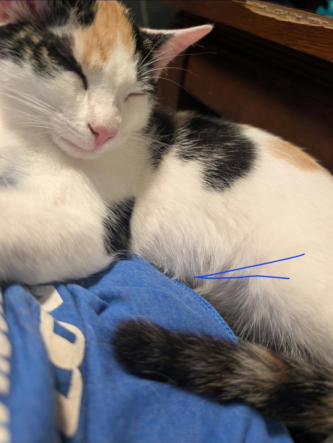 Enlarge Lo Mien, a Adoptable Calico in Claridge, PA image 5/6