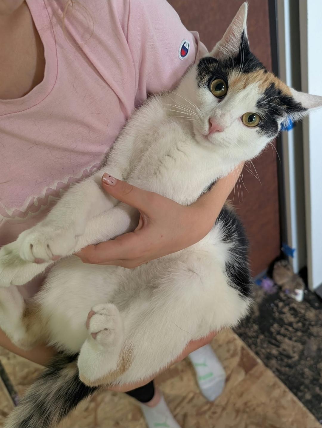 Enlarge Lo Mien, a Adoptable Calico in Claridge, PA image 3/6