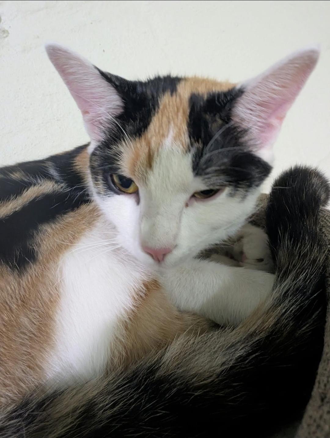 Enlarge Lo Mien, a Adoptable Calico in Claridge, PA image 2/6