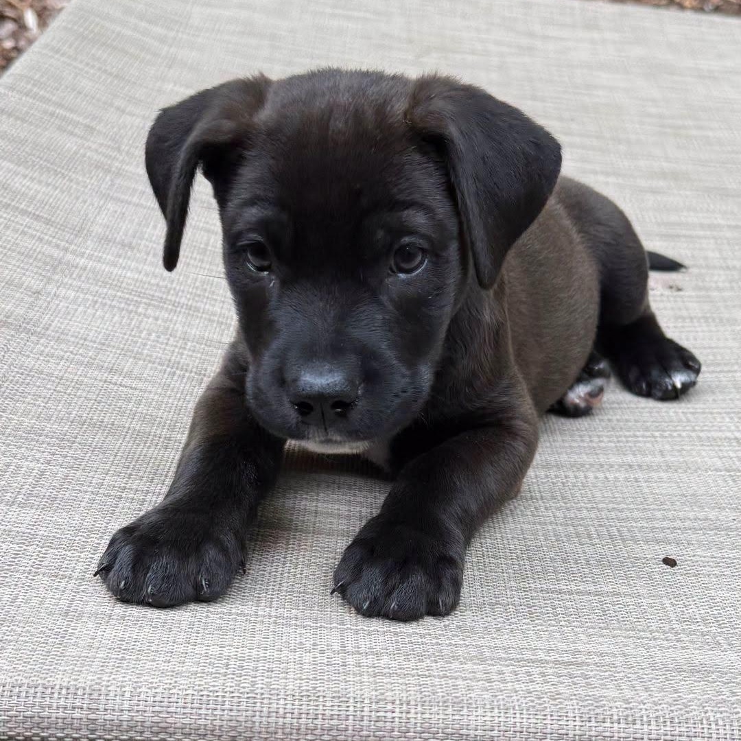 Enlarge Spanky, a Adoptable mixed breed in Waxhaw, NC image 1/6