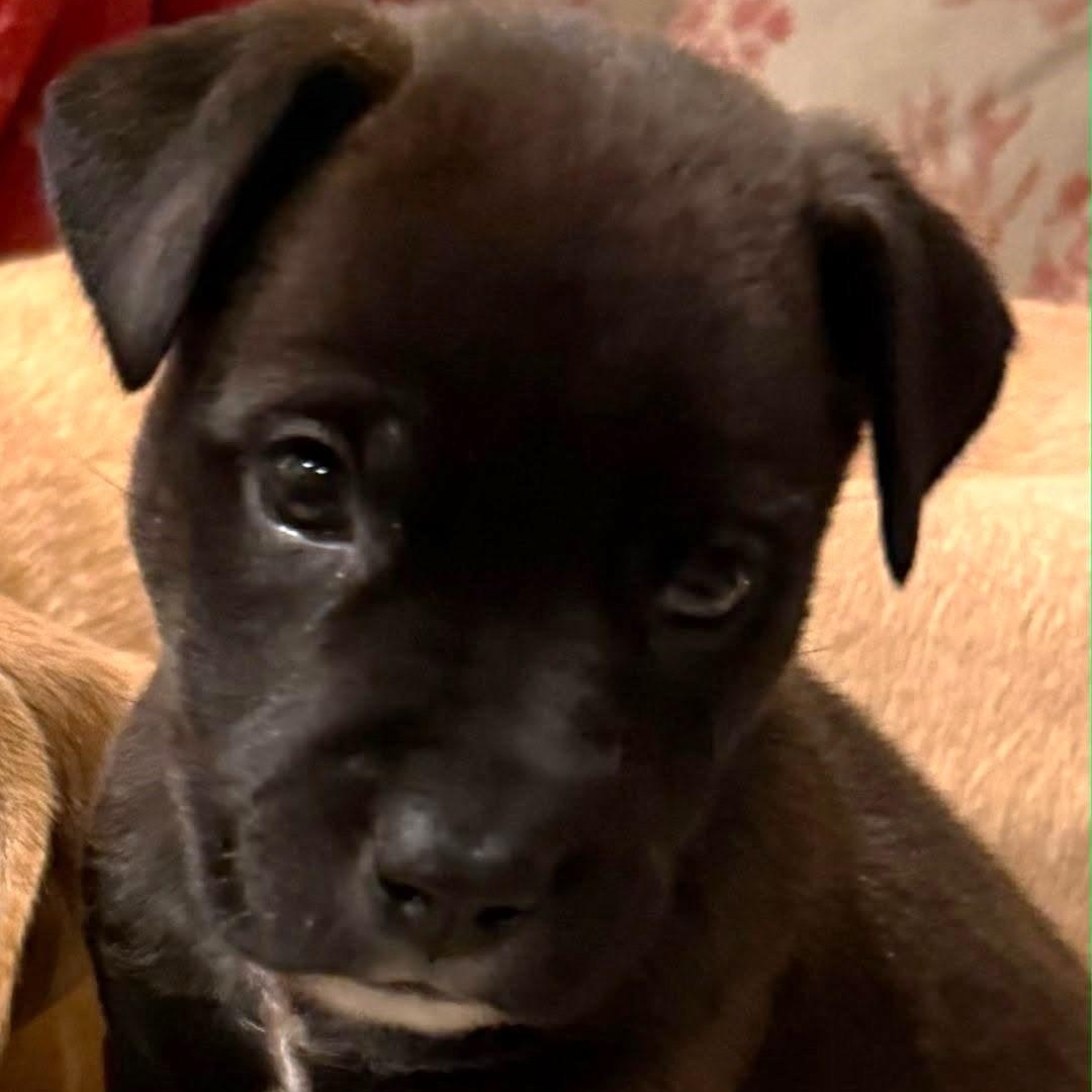 Enlarge Spanky, a Adoptable mixed breed in Waxhaw, NC image 3/6