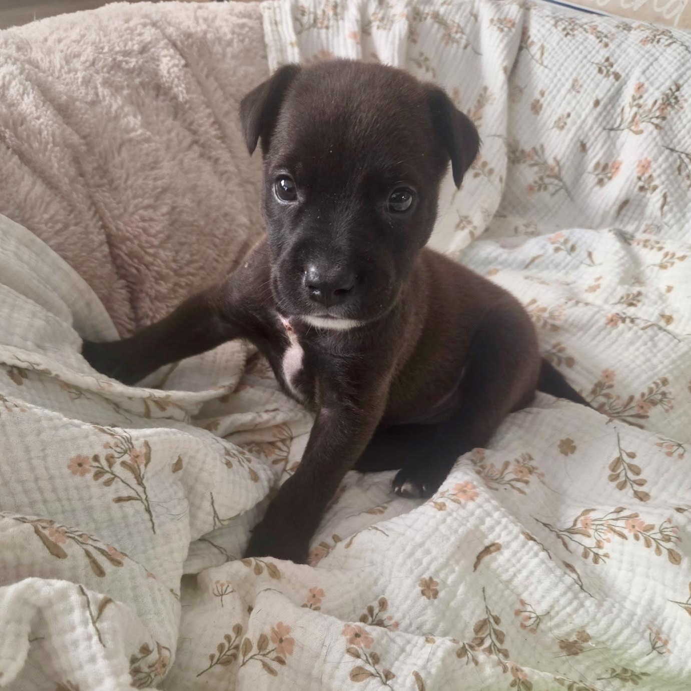 Enlarge Spanky, a Adoptable mixed breed in Waxhaw, NC image 5/6