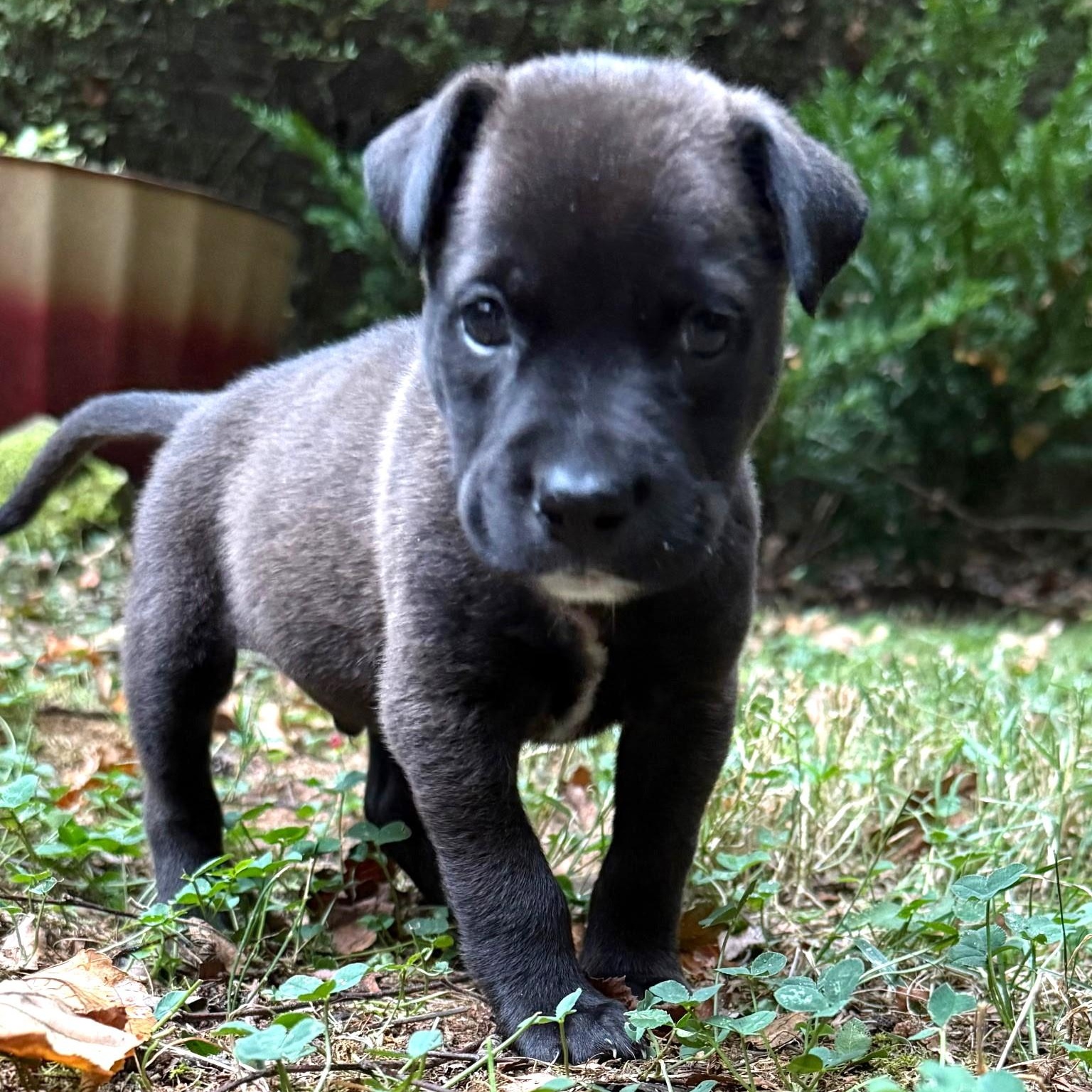 Enlarge Spanky, a Adoptable mixed breed in Waxhaw, NC image 6/6