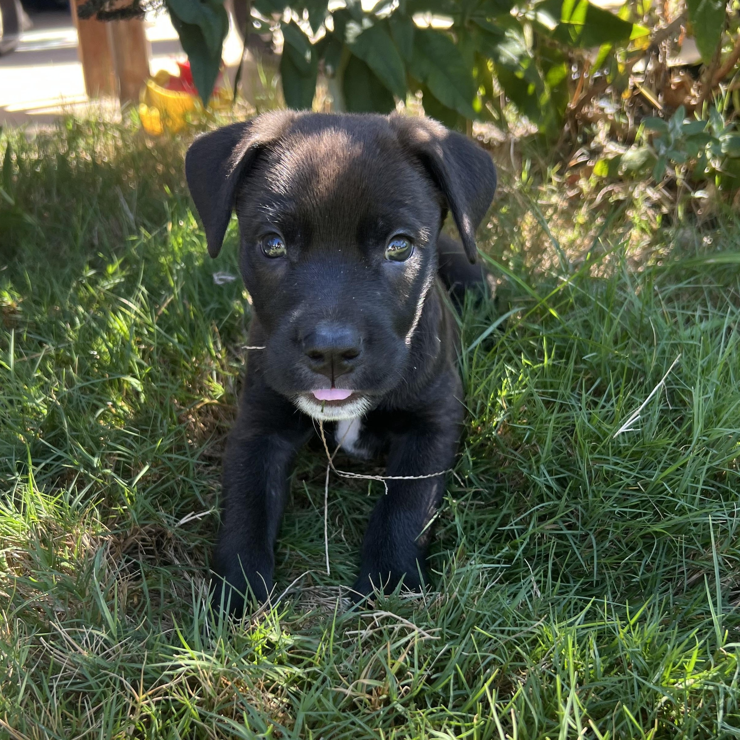 Enlarge Spanky, a Adoptable mixed breed in Waxhaw, NC image 2/6