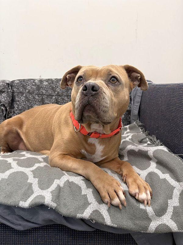 Cupcake, a ADOPTABLE Pit Bull Terrier in Berkeley, CA image 2/6