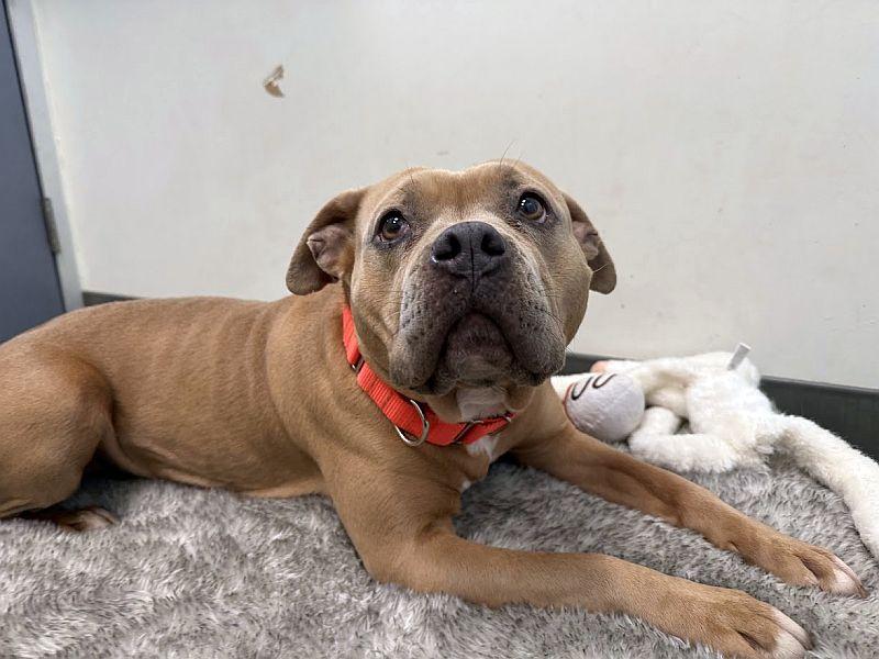 Cupcake, a ADOPTABLE Pit Bull Terrier in Berkeley, CA image 6/6