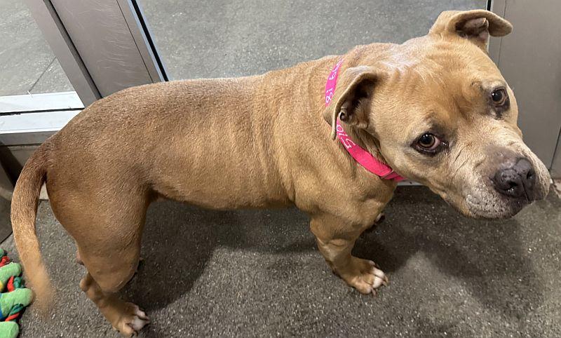 Enlarge Cupcake, a ADOPTABLE Pit Bull Terrier in Berkeley, CA image 2/2