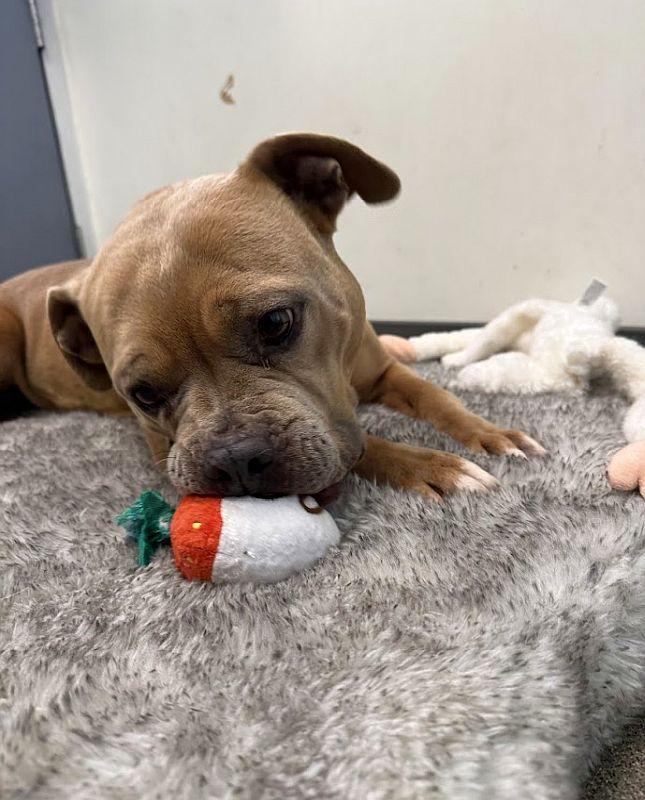 Cupcake, ADOPTABLE, Adult Female Pit Bull Terrier.