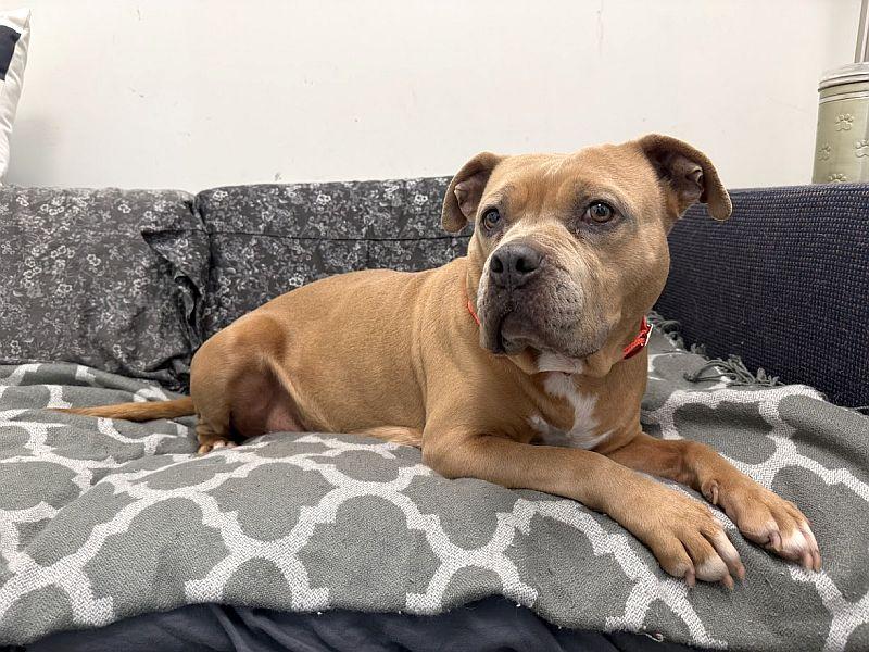 Cupcake, a ADOPTABLE Pit Bull Terrier in Berkeley, CA image 3/6