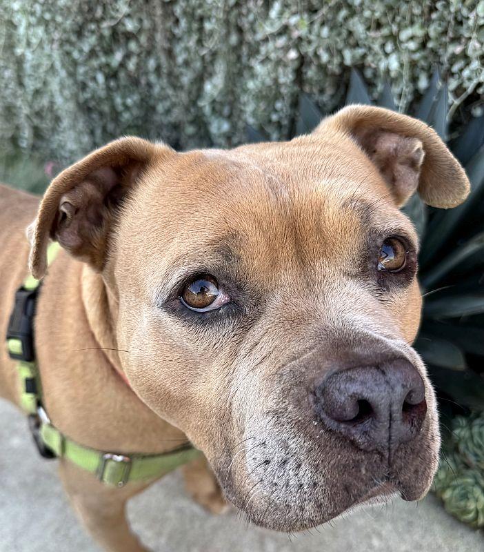 Enlarge Cupcake, a ADOPTABLE Pit Bull Terrier in Berkeley, CA image 1/6