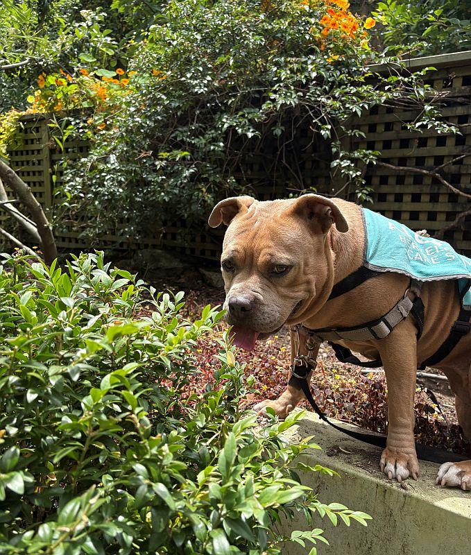 Cupcake, a ADOPTABLE Pit Bull Terrier in Berkeley, CA image 1/6