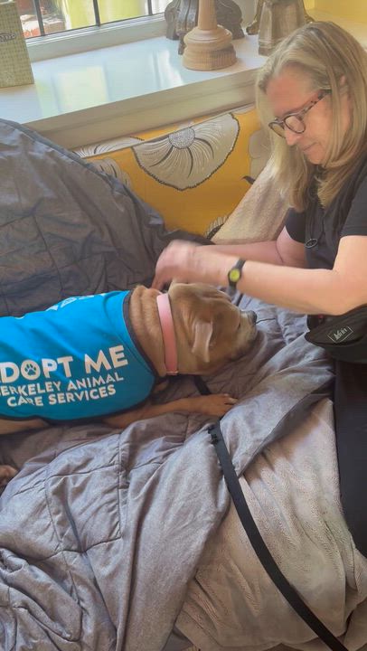 Enlarge Cupcake, a ADOPTABLE Pit Bull Terrier in Berkeley, CA video 4/6