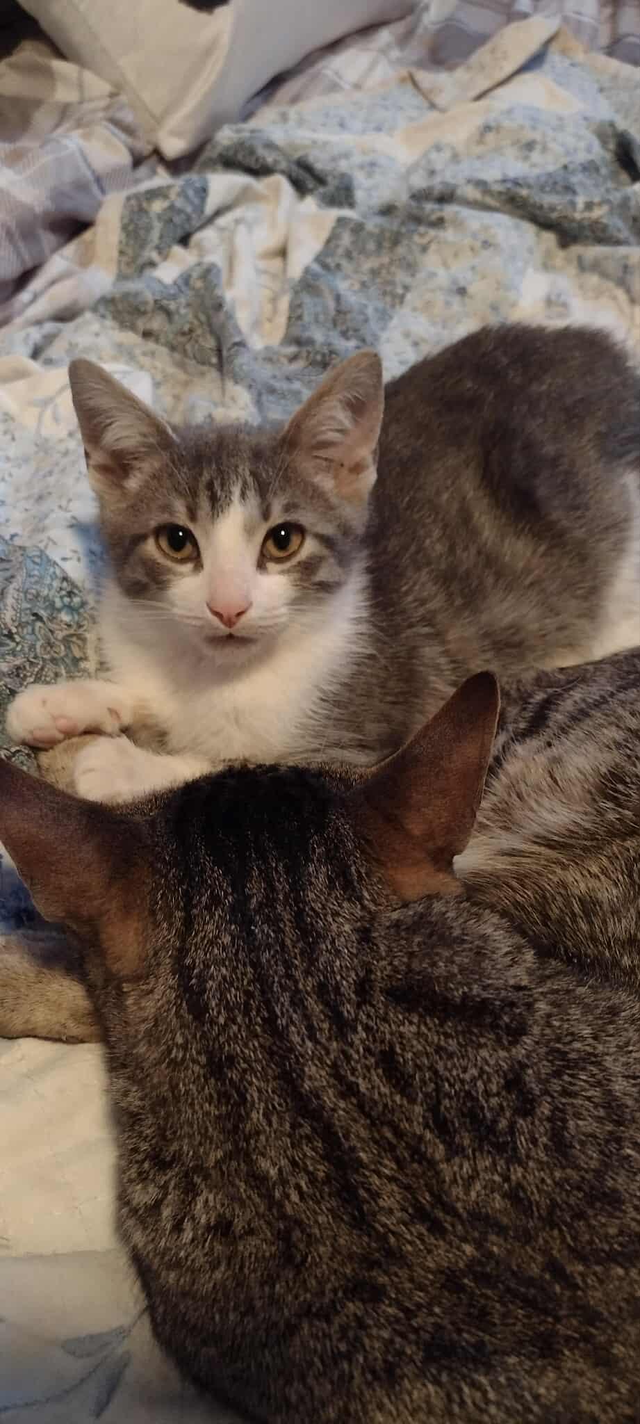 Enlarge Axl, a Adoptable Domestic Short Hair in Terrebonne, QC image 1/6