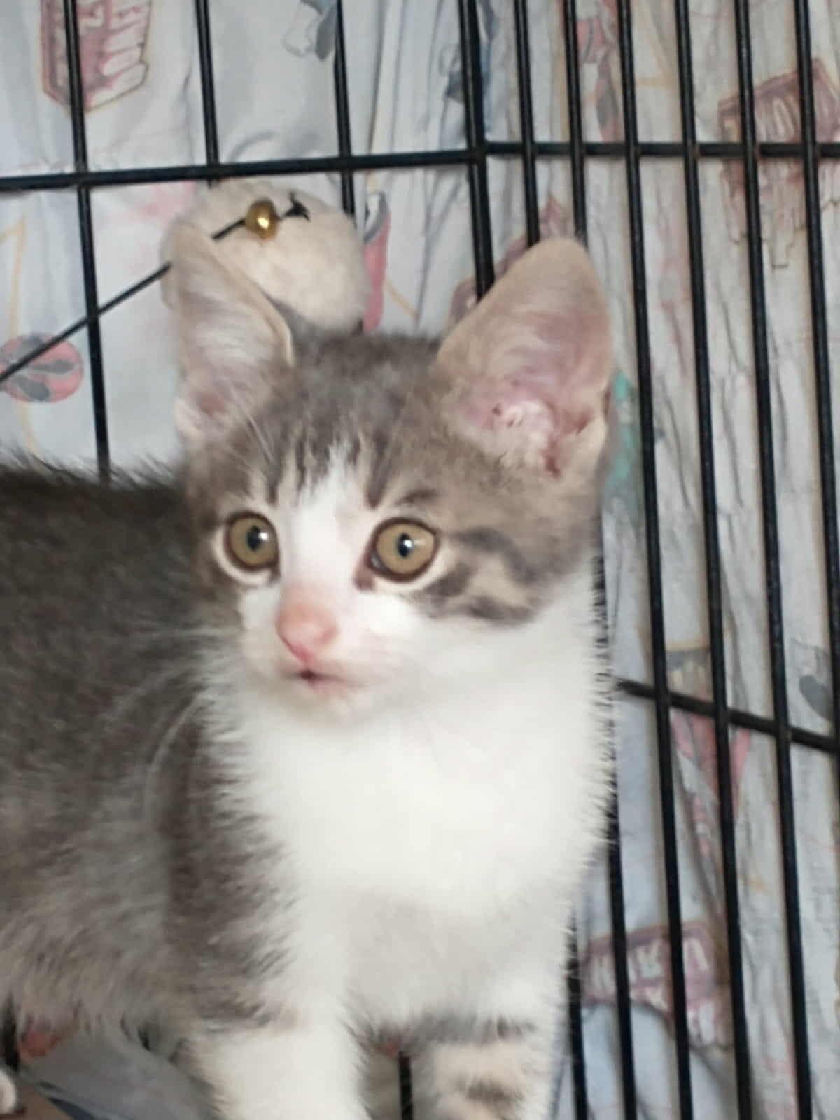 Axl, Adoptable, Kitten Male Domestic Short Hair.