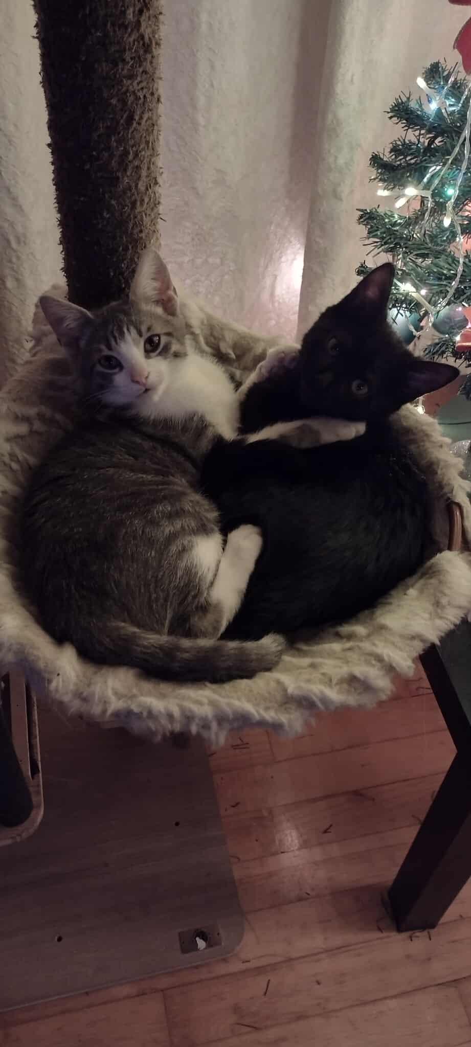 Enlarge Axl, a Adoptable Domestic Short Hair in Terrebonne, QC image 3/6